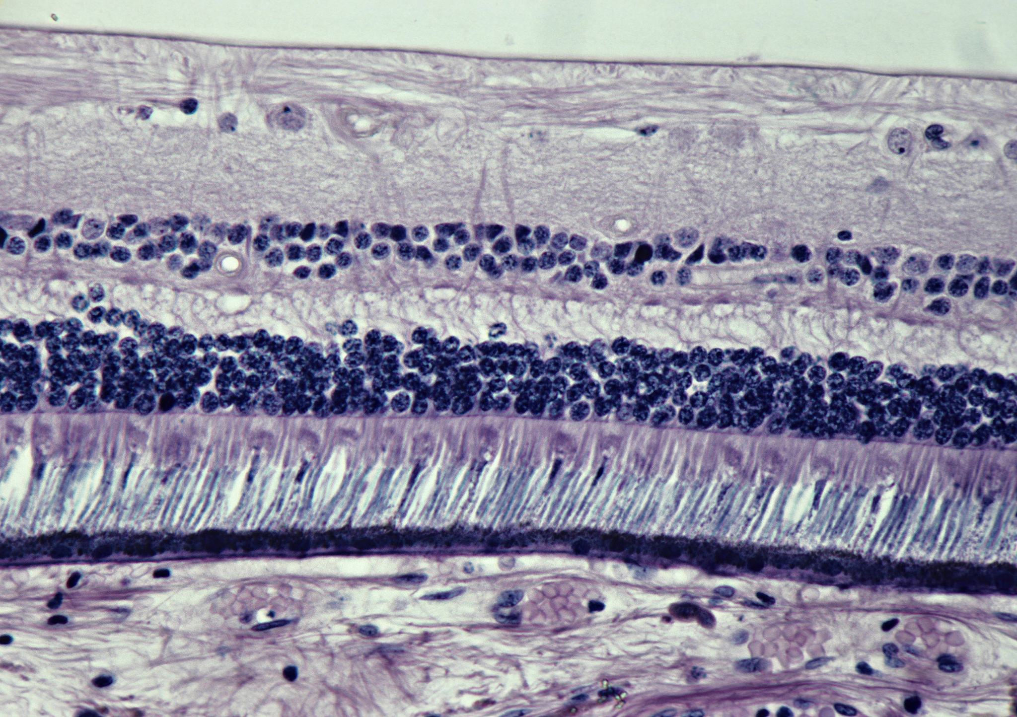 视觉信息编码分析：神经层是起点吗？