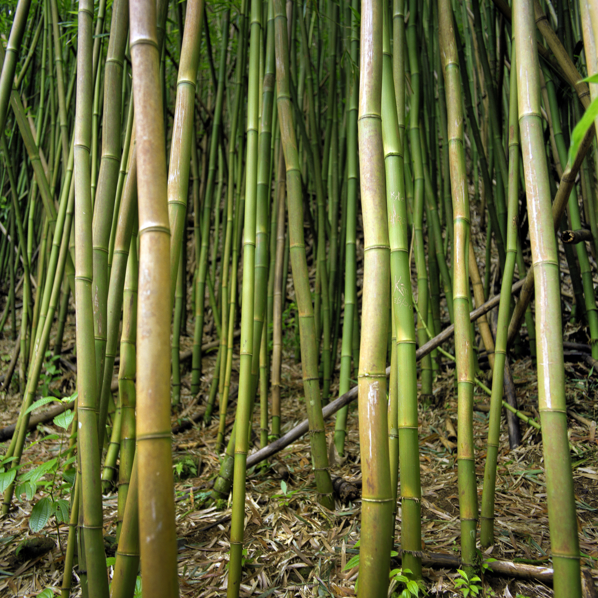 竹子按生长形态分类：地竹、林竹、山竹，分布在哪？