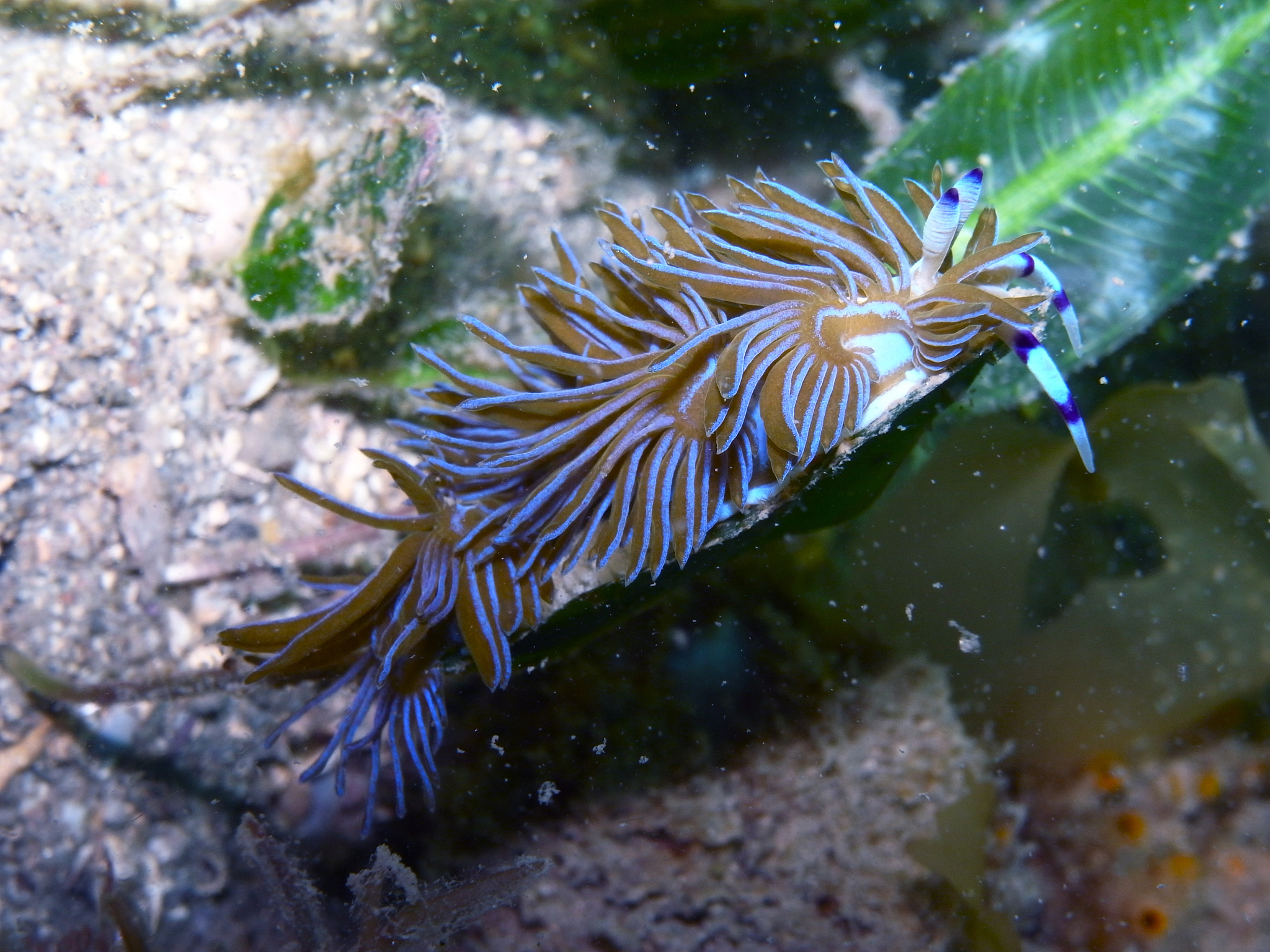 栖息地适宜性模型中的目标生物：定义与应用