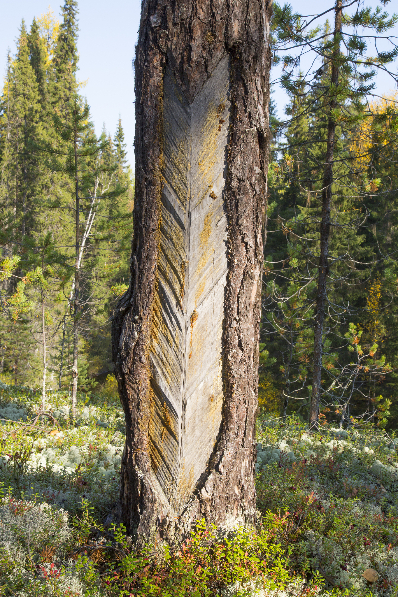 extraction of resin from a pine tree.