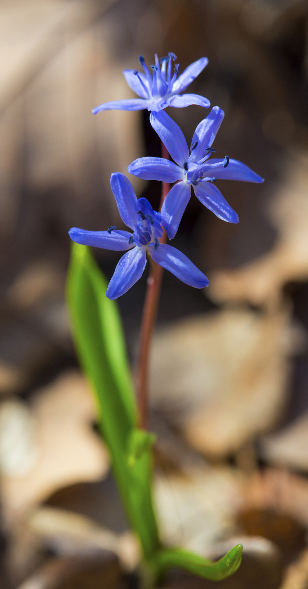 beautiful blue squill