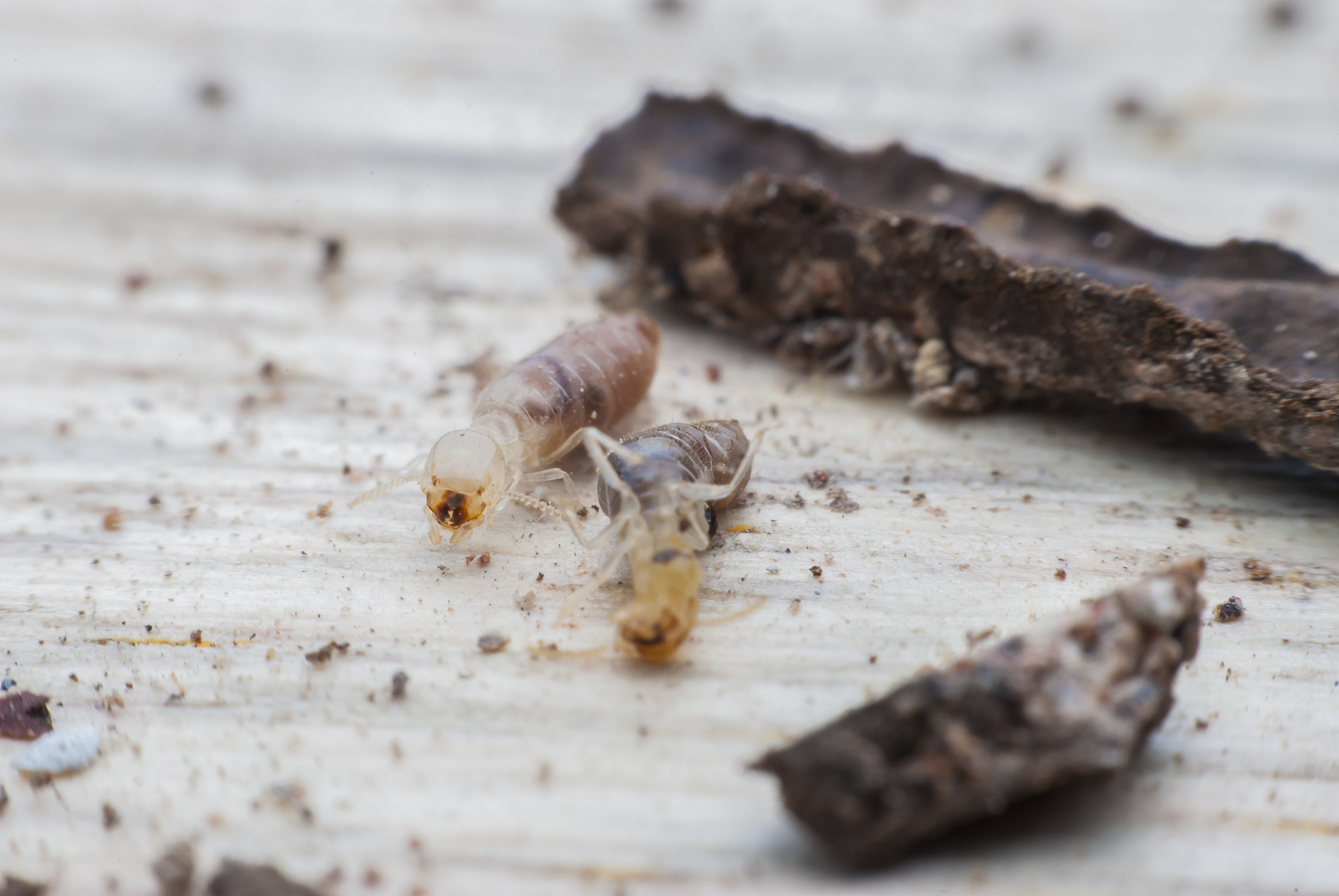 termites or white ants