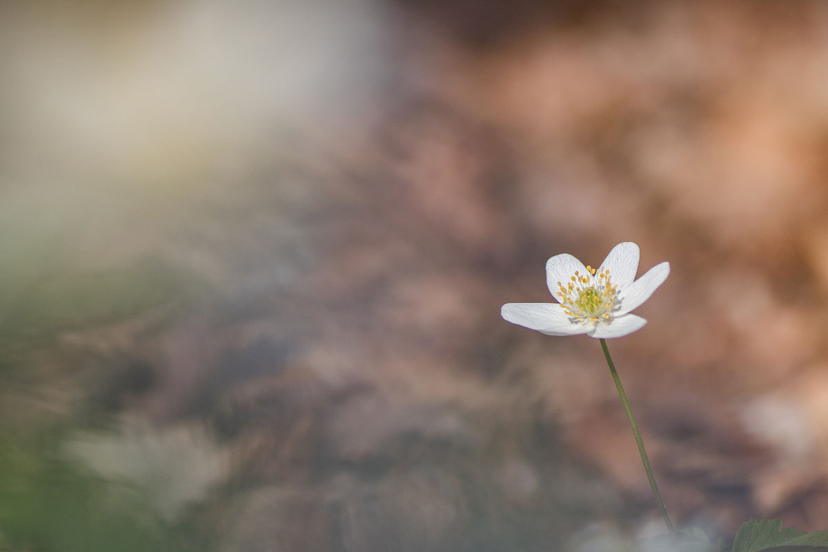 人生的花朵：在追求实际的同时，别忘了开花