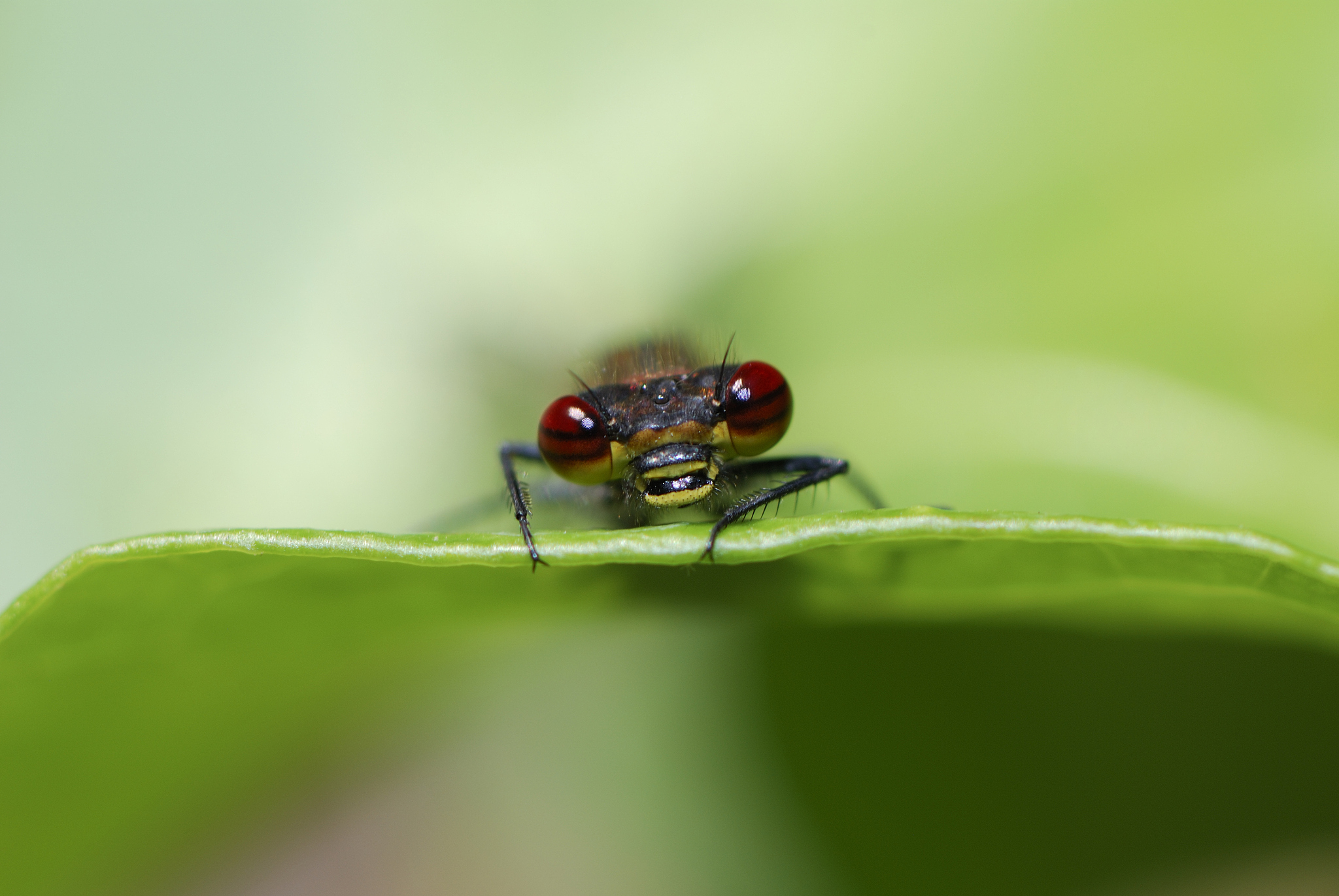 dragonfly