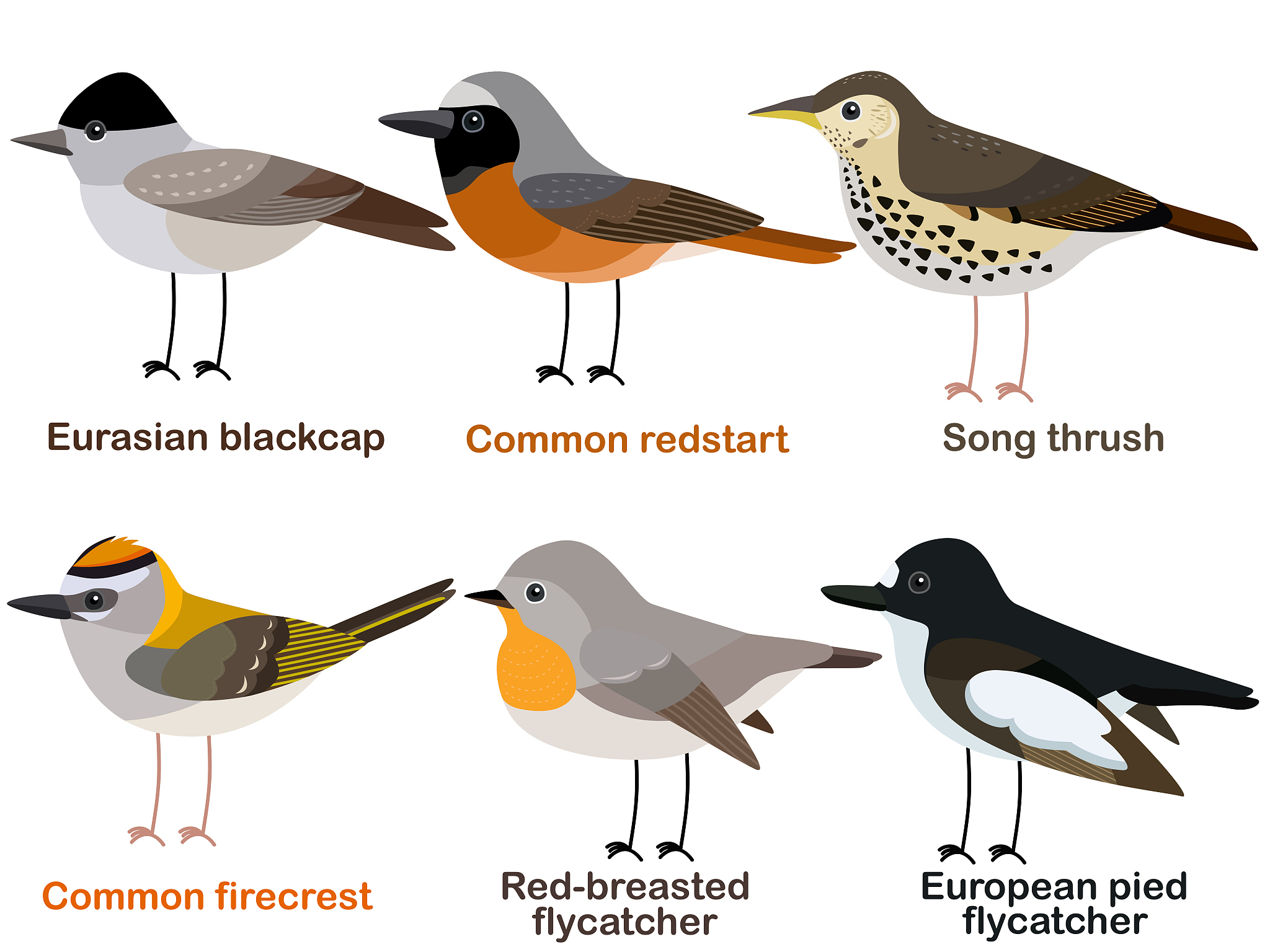 Who is the Biggest Bird: Carol, Terrence Longneck, Billy, or Short Vew?