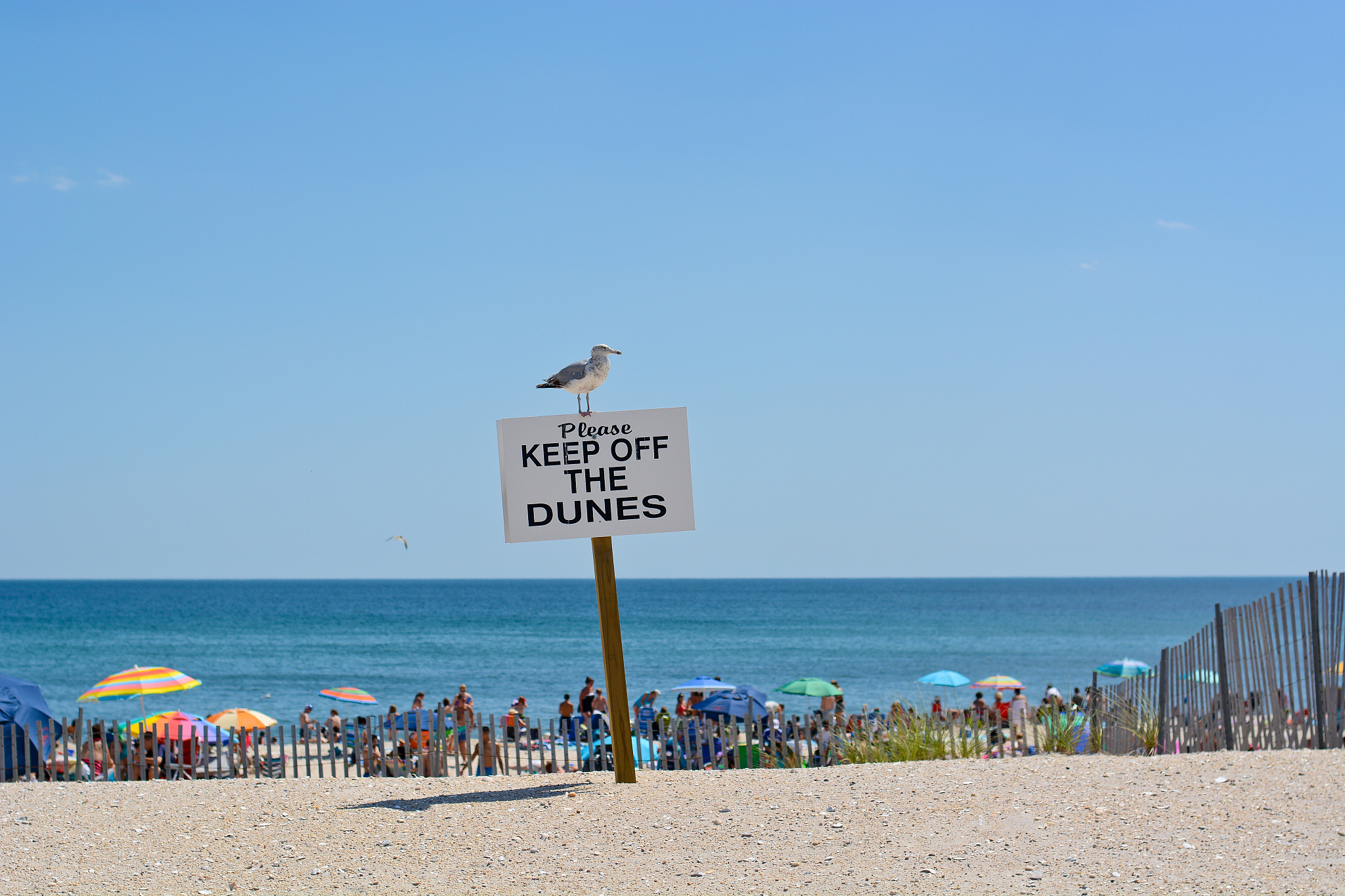 They are lovely We are on a ferry heading to the islands I love a good trip and exploring new places