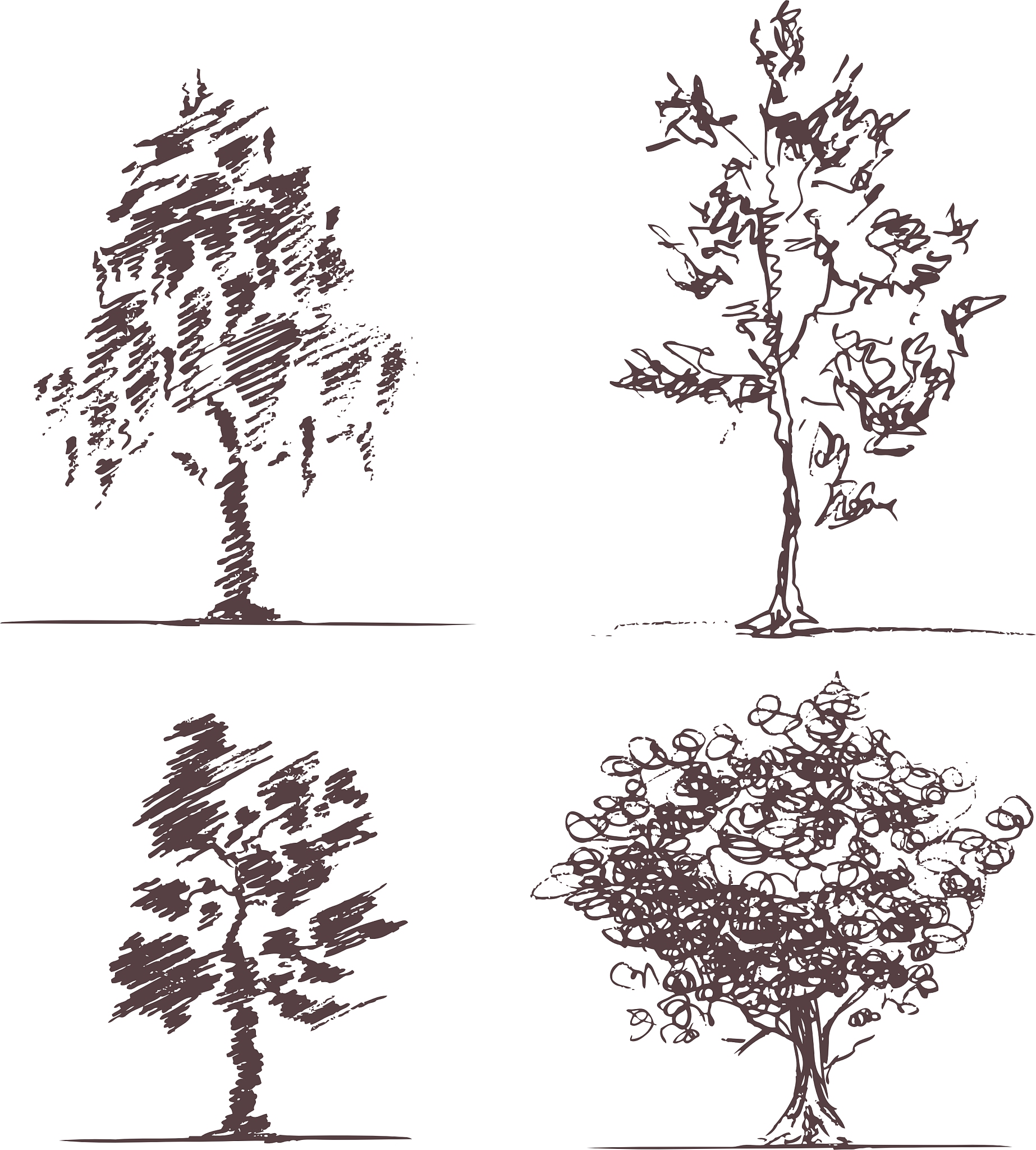 认识身边的树：小学美术教学设计