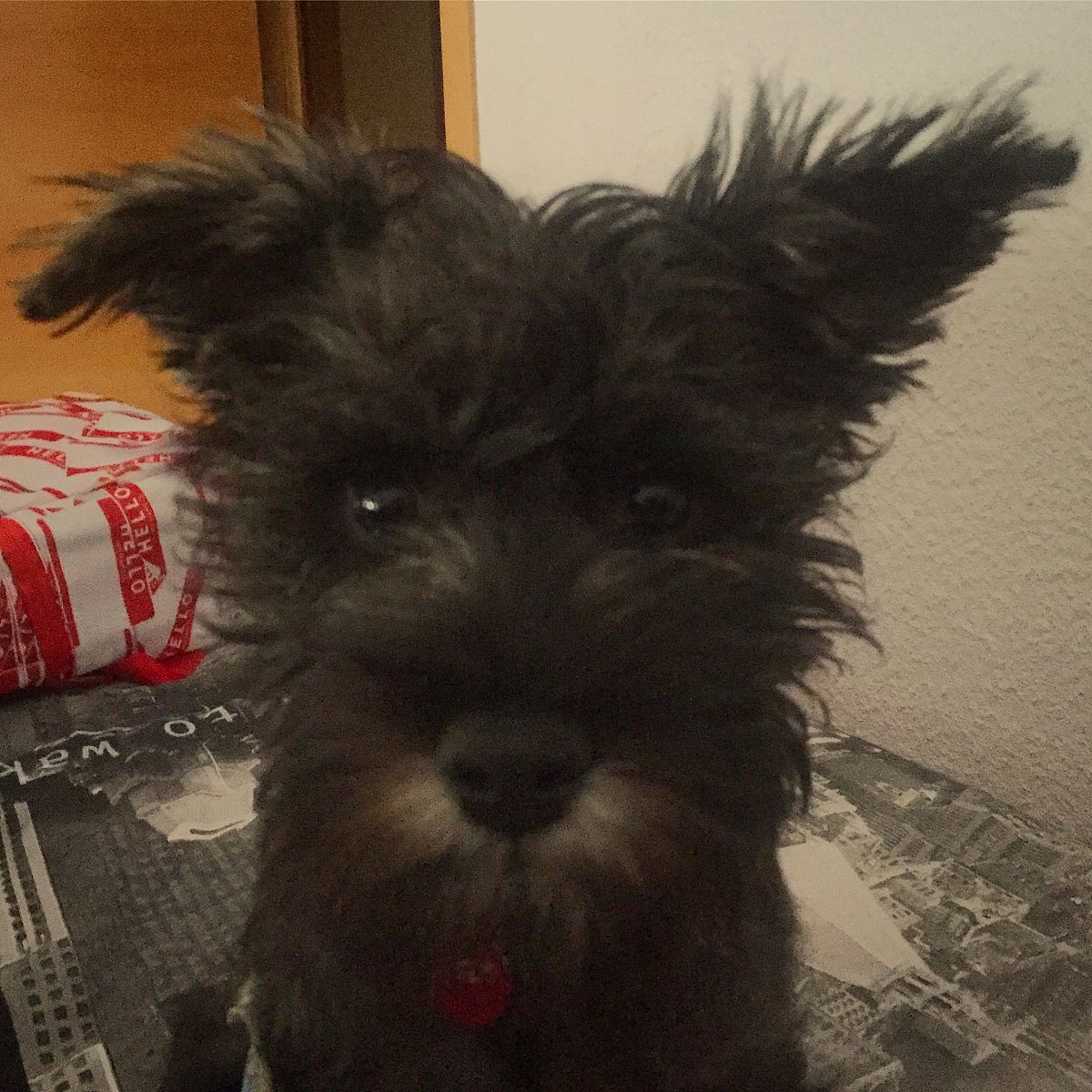 Flight 小型犬哪个品种不容易掉毛？一些小型犬品种不容易掉毛如迷你贵宾犬、西高地白梗犬、比熊犬、约克夏犬等。但是每只狗狗的毛发状况都不同还需要根据个体情况来判断。Flight 雪纳瑞容易掉毛吗？