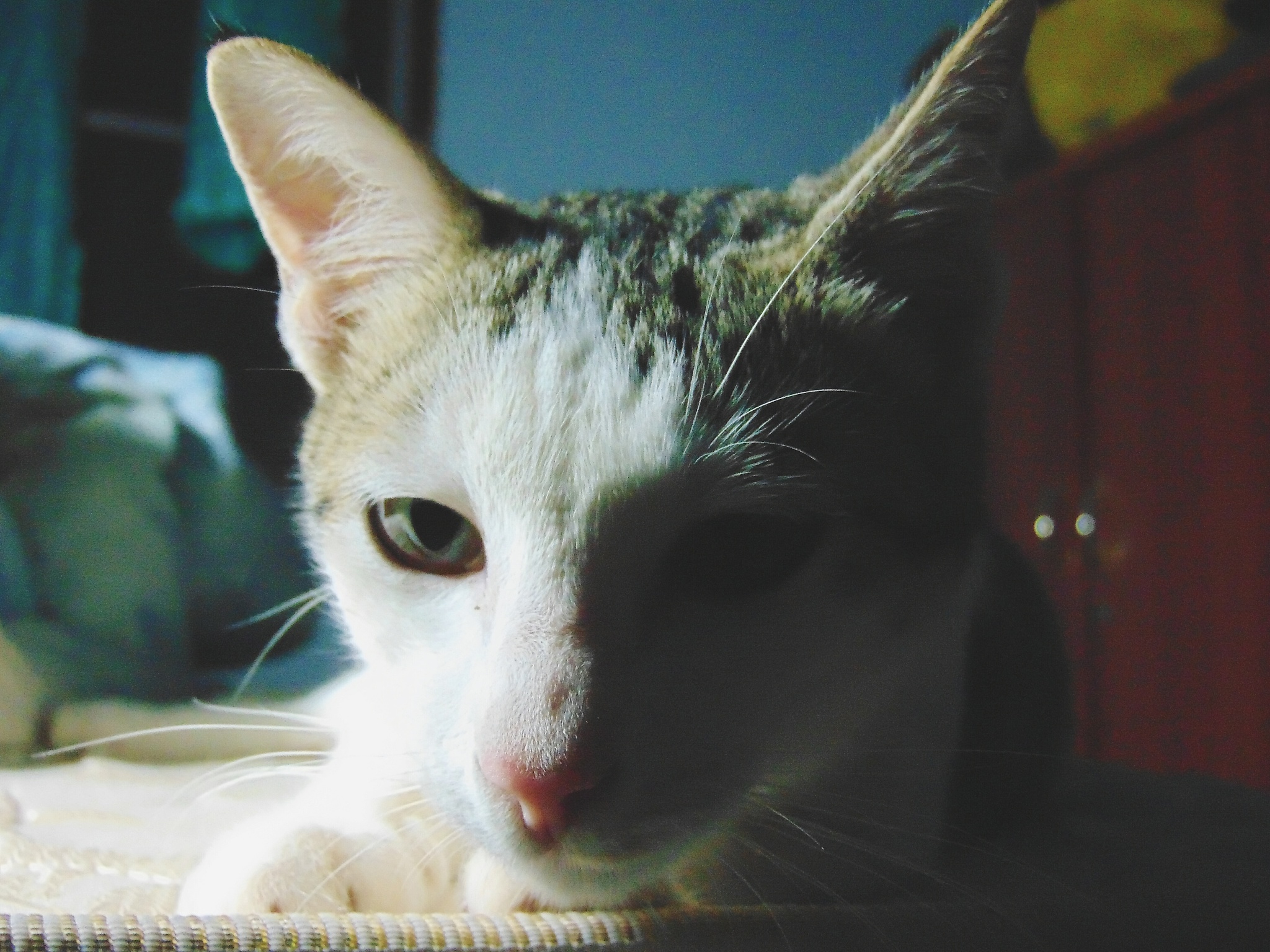 3分钟打造爆款宠物猫短视频，剪辑技巧大揭秘！
