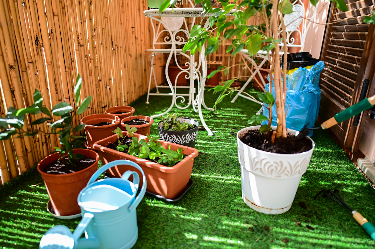 养什么动物或者植物可以帮助自己促进健康？