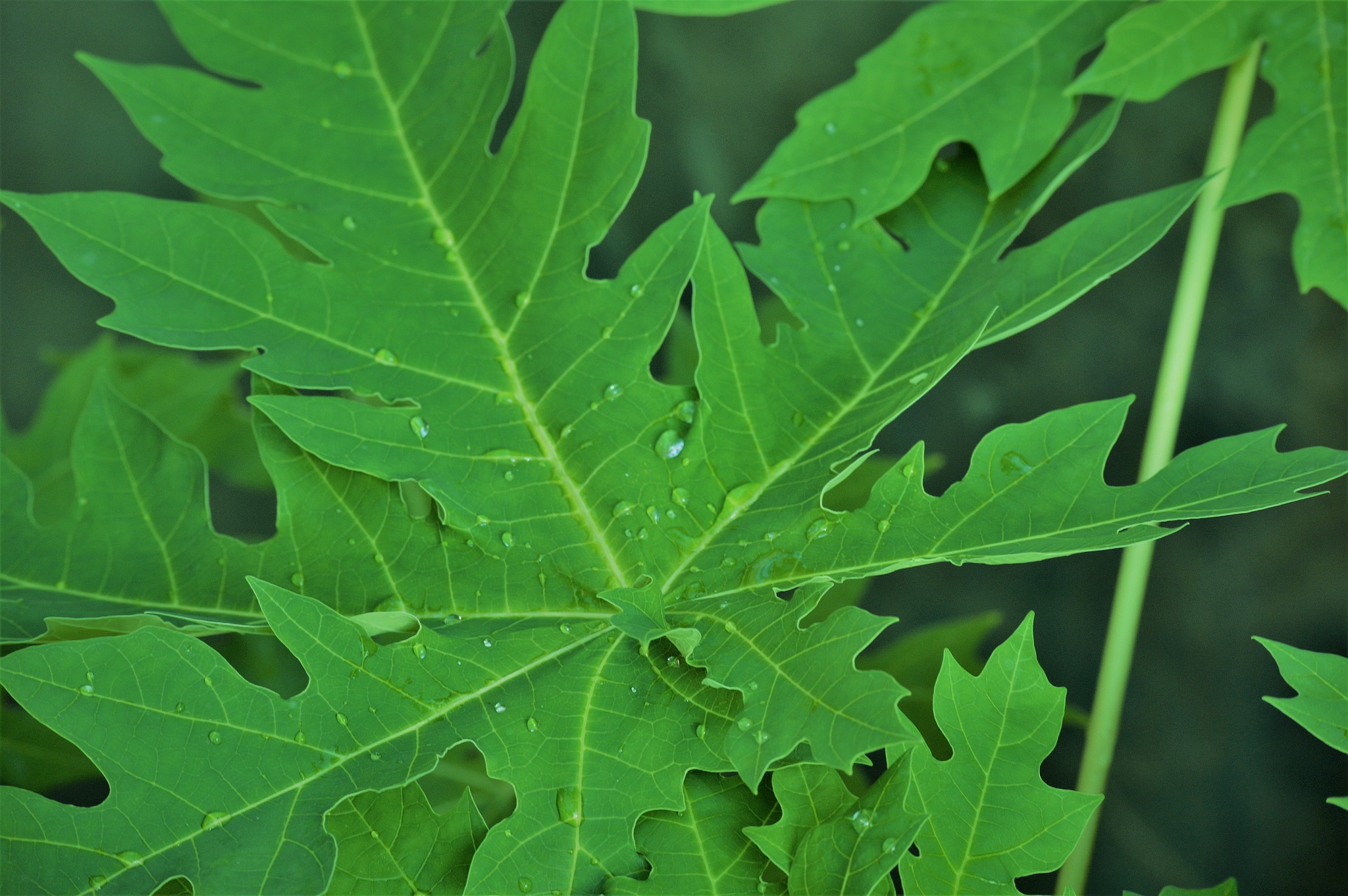 papaya leaf