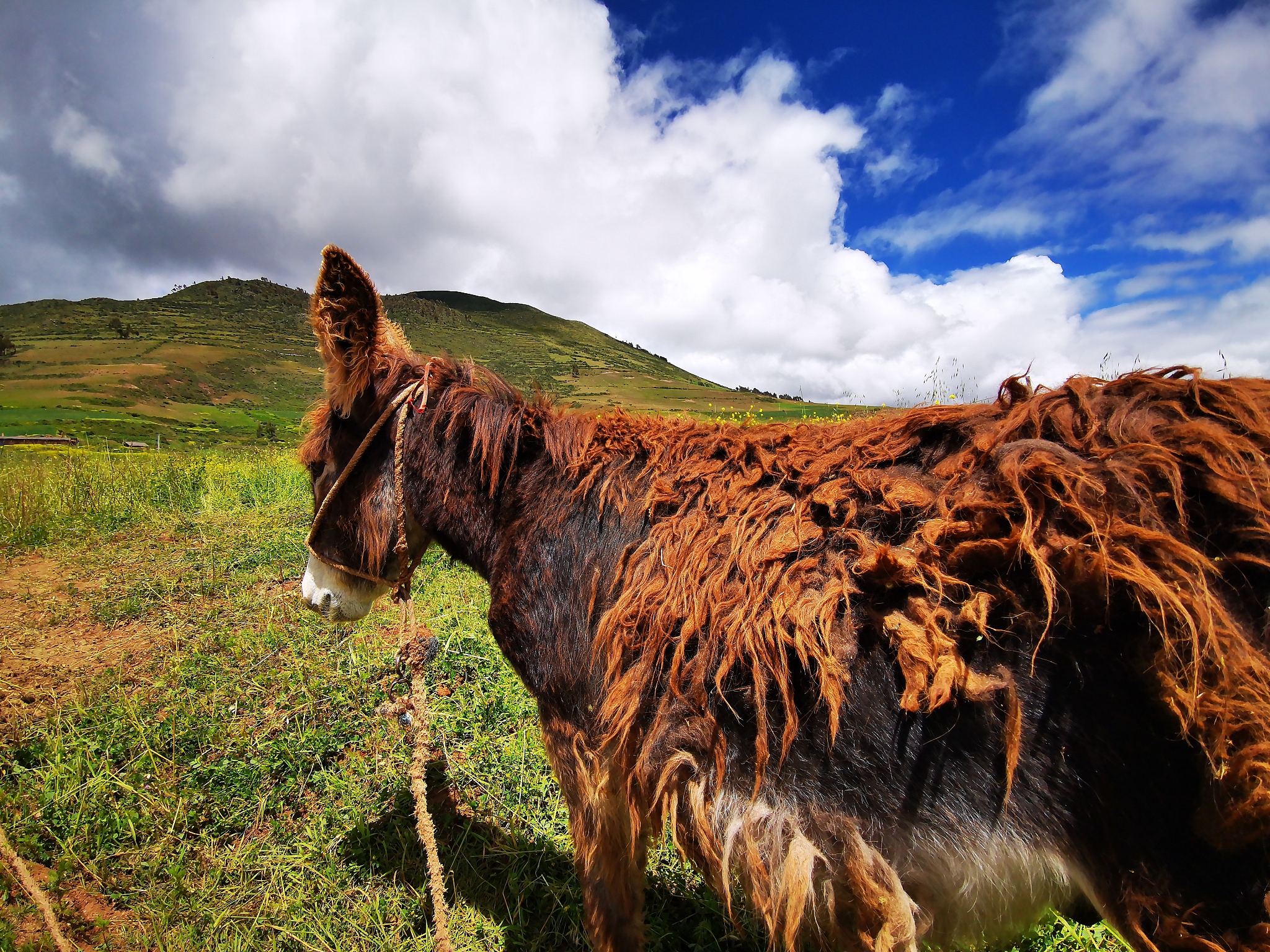 写首诗要有火锅要有酒要有美女要有驴