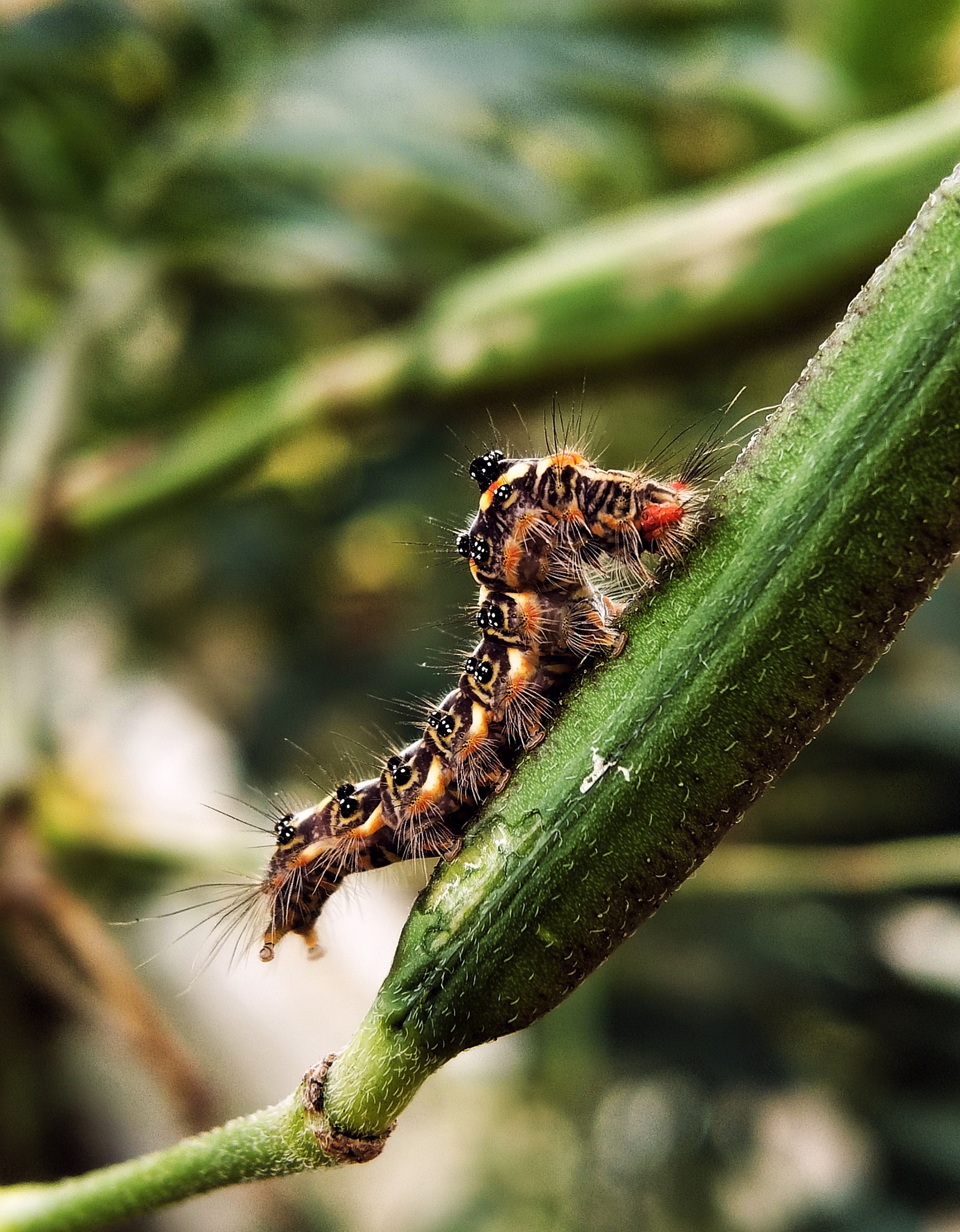 灰茶尺蠖地理分布灰茶尺蠖Ectropis grisescens广泛分布于世界各地包括中国、朝鲜、日本、俄罗斯远东、印度等。在中国灰茶尺蠖主要分布于东北、华北、华东、西南和西北地区。其生息地一般为落叶林、混交林、人工林、果树园和城市公园等。继续