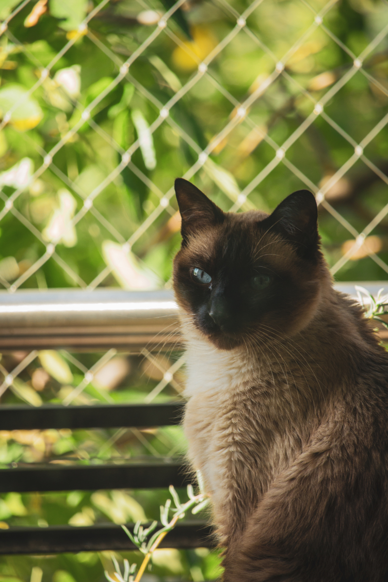 十大适合家养的不掉毛猫,你最想拥有哪一只?