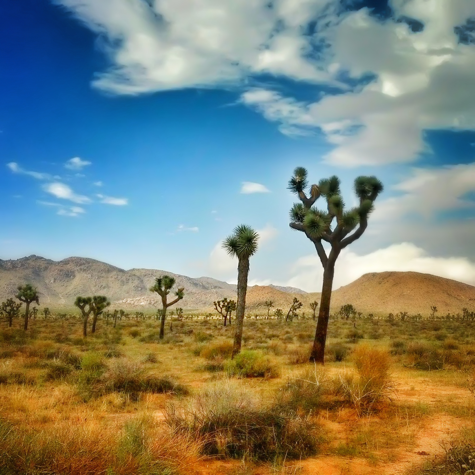 high desert