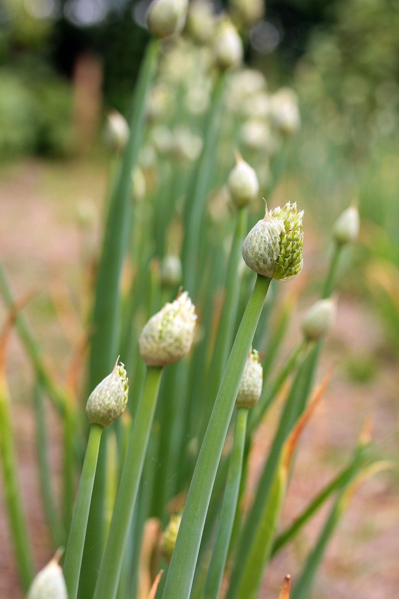 onion, chives in the garden