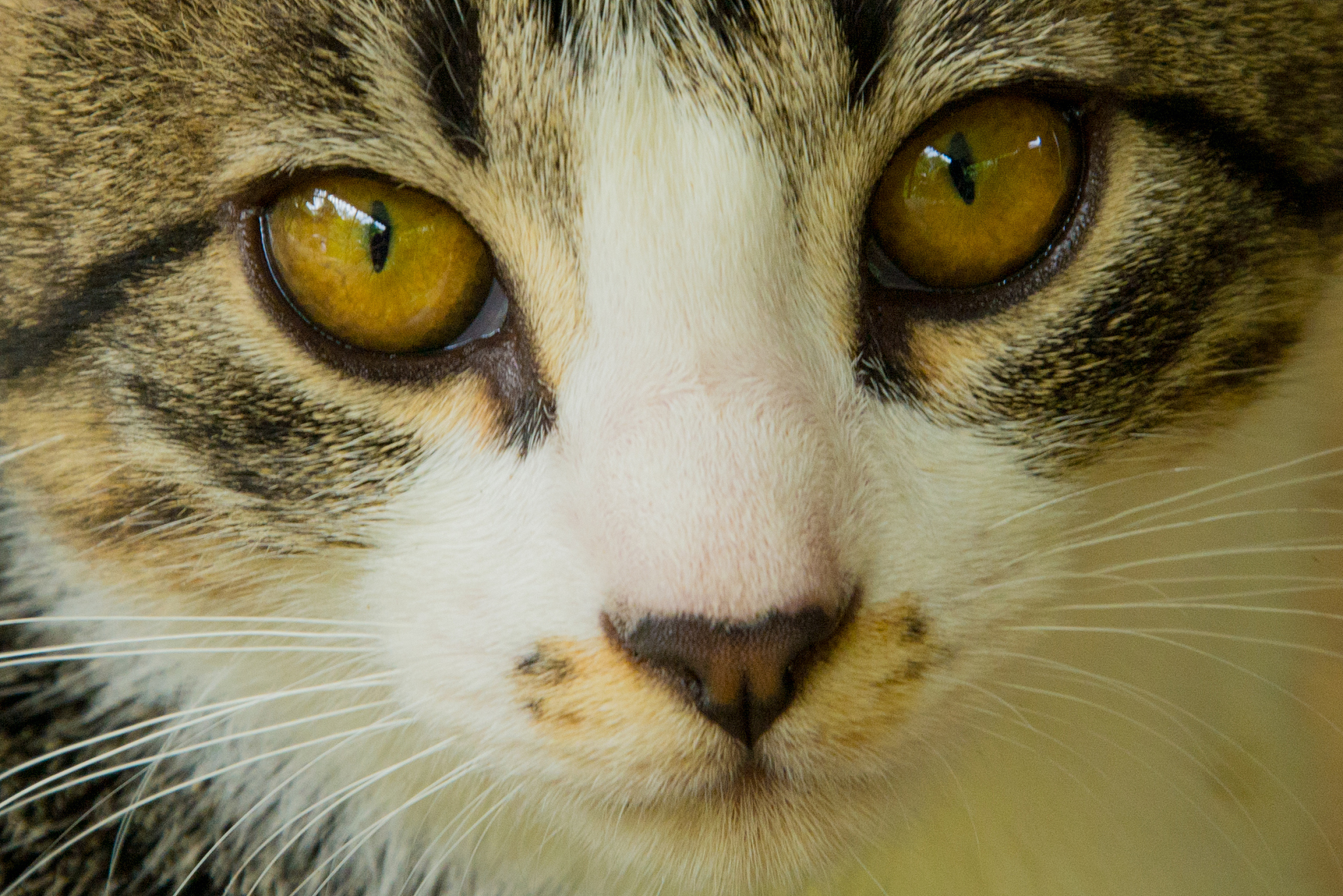 closeup gray brindle cat looking at camera