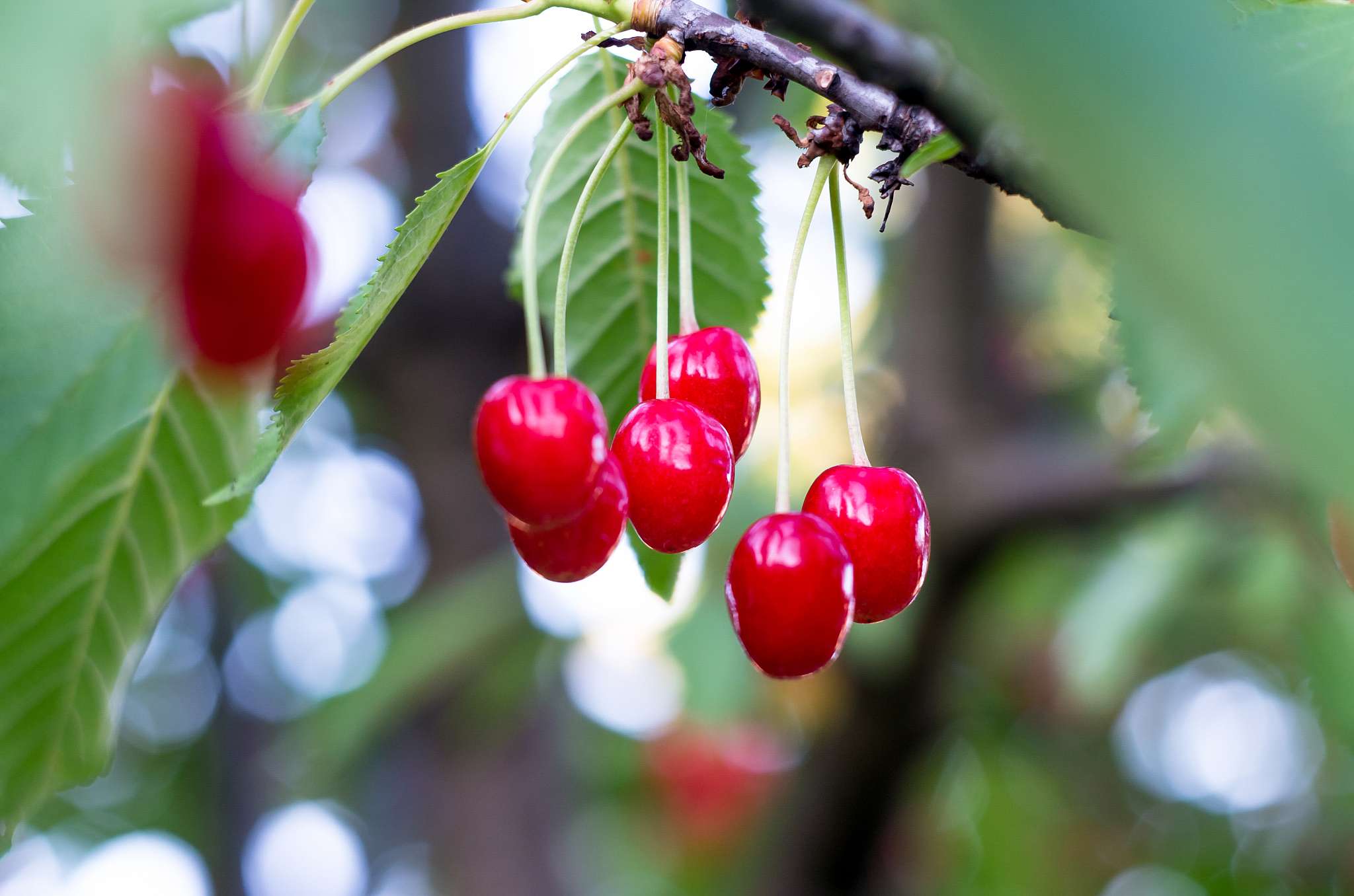 ripe red cherries of the tree