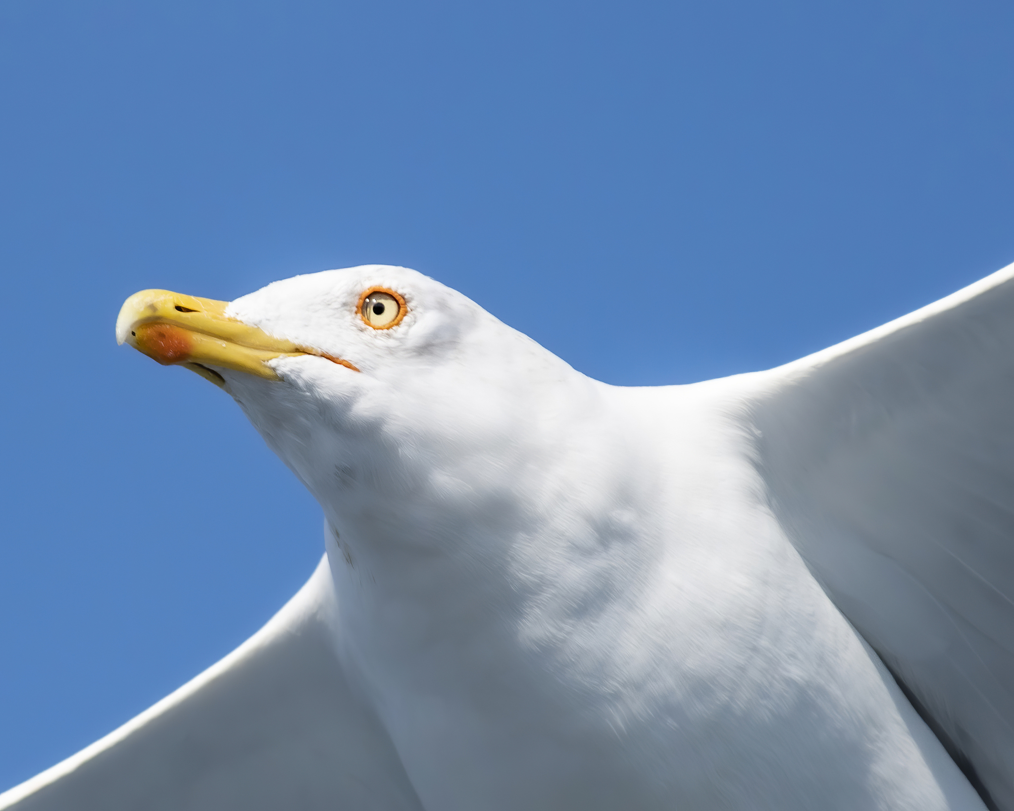birds of albatross