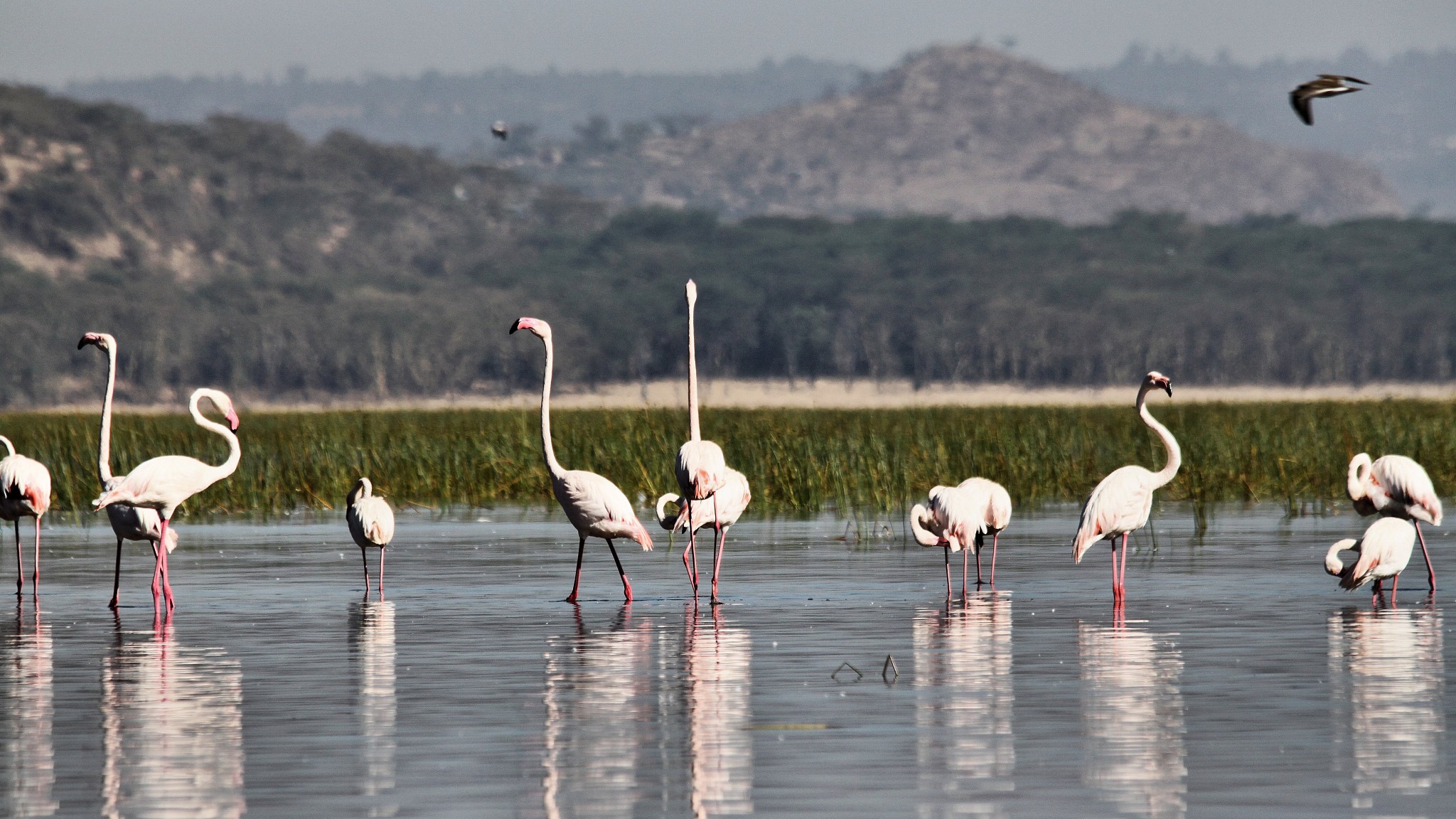 a picture of some flamingo's in kenya