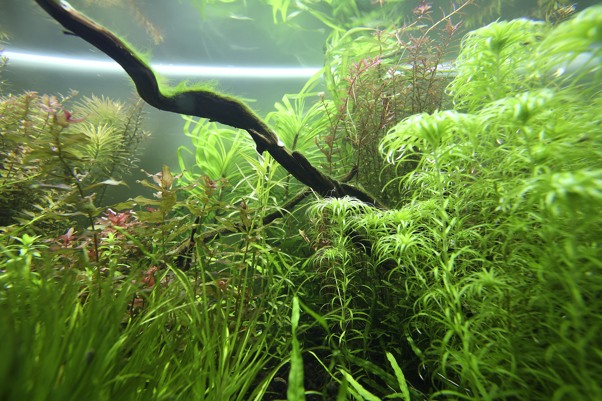 我的水族箱里有小针茅、亚马逊剑、紫红色交替花、红虎莲、水马齿草、叉花蓟、异形水蓼、爪哇苔、矮龙骨等植物请帮我为它们生成ID编号。