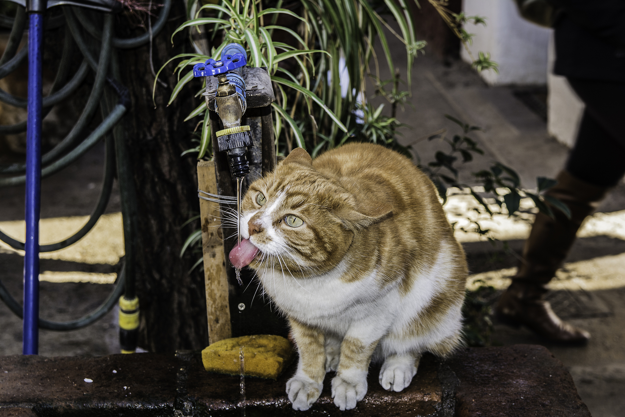 write a poem about cat in 100 temperature water