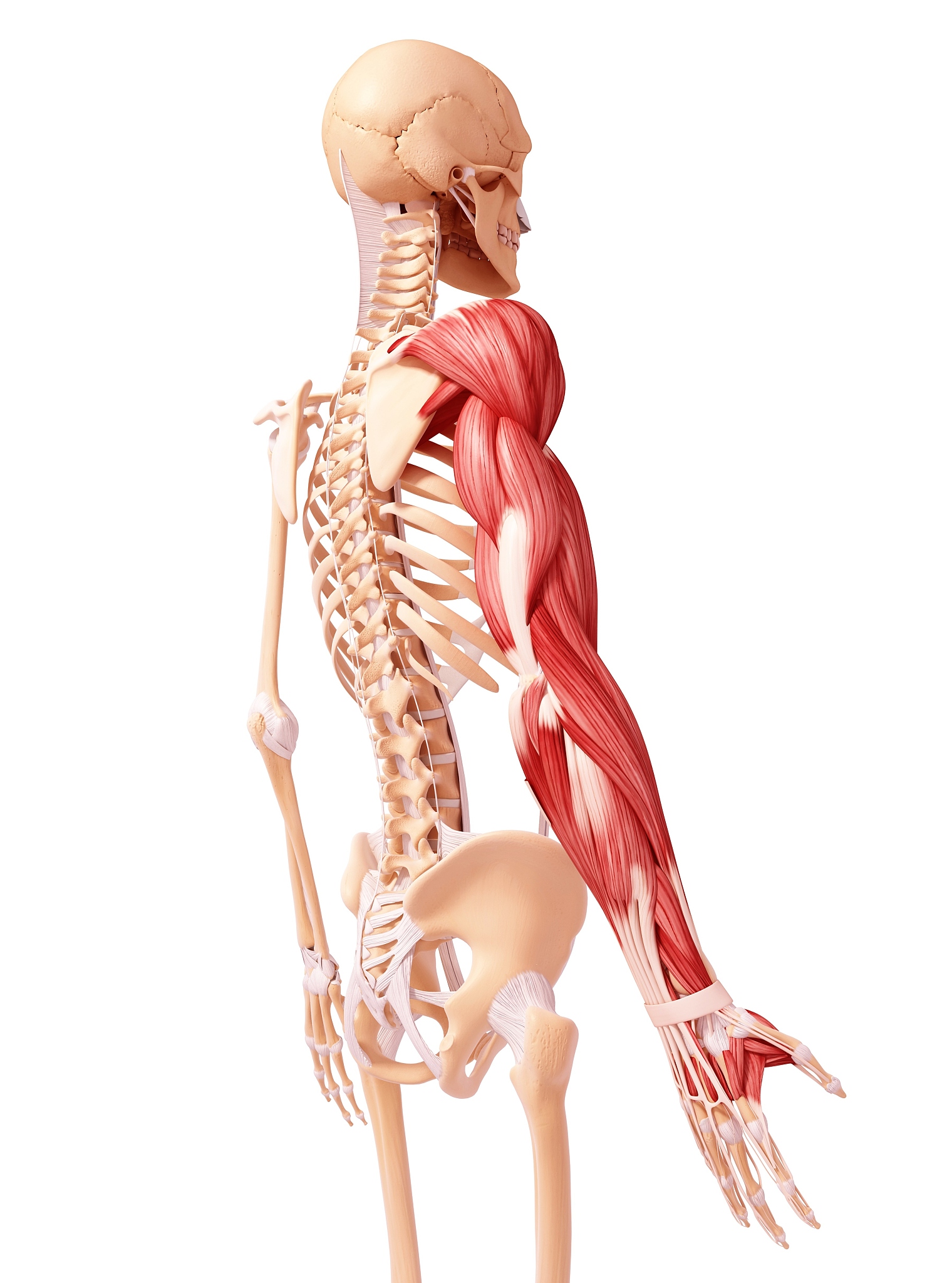 上臂三头肌 - 人体骨骼翻译 (upperarm_tricep)