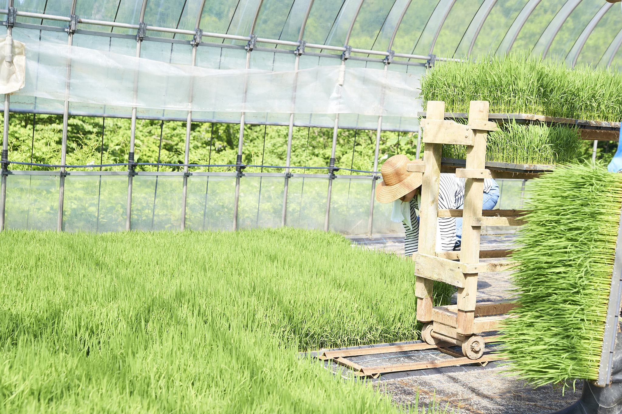 农业实践体验：激发学农热情，培养未来农业人才