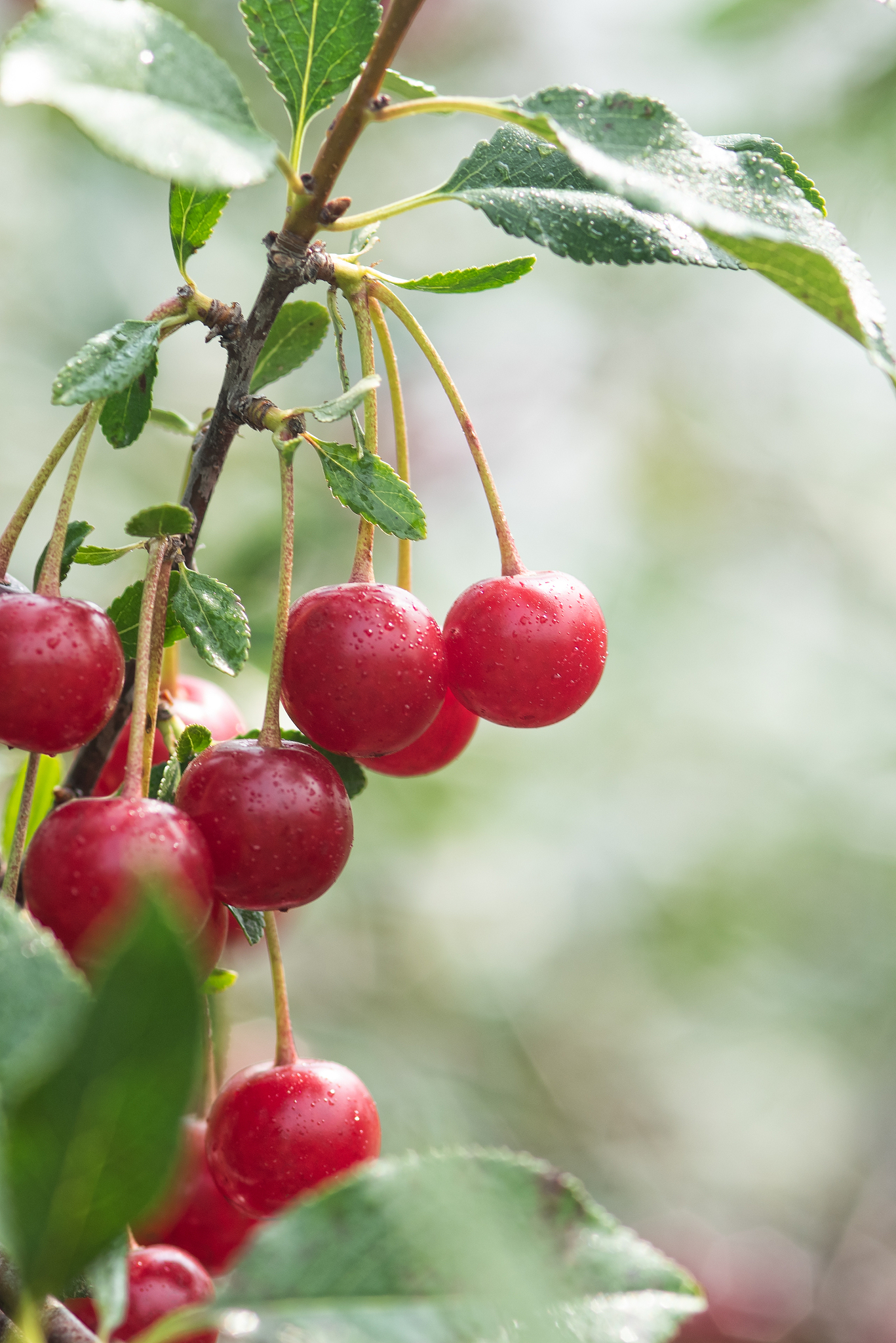 ripe cherry berries on a branch