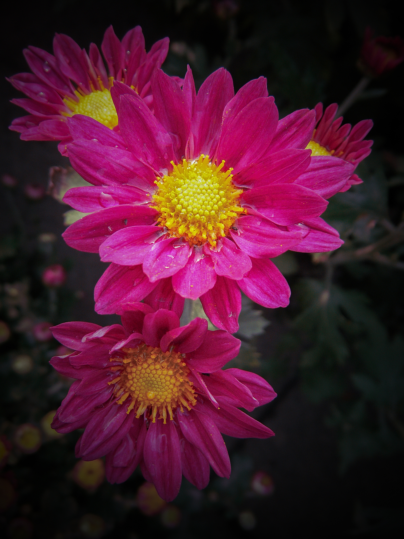 见证什么什么的成长造句