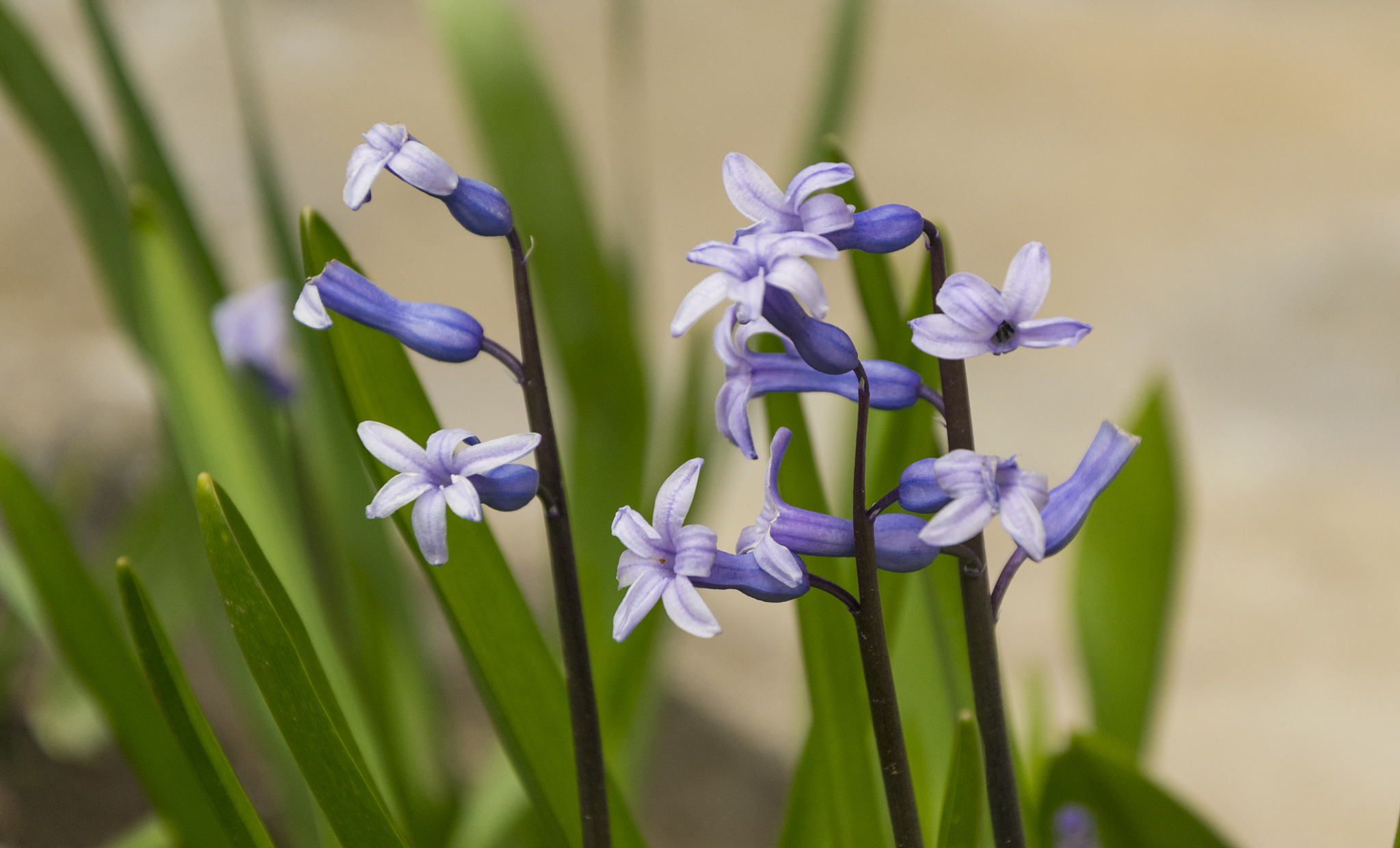 beautiful blue hyacinth flower in garden in early spring.