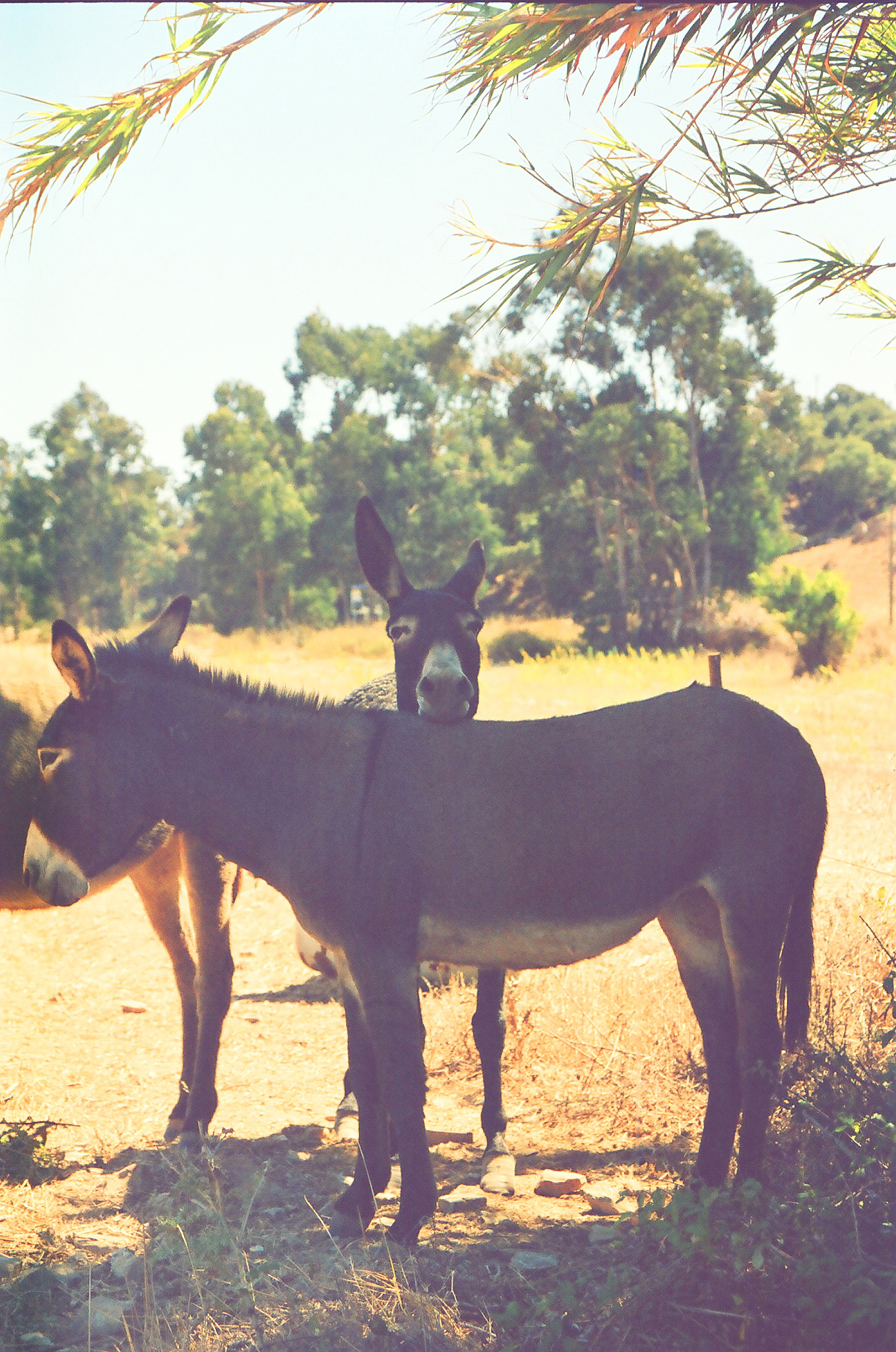 three brown donkeys number 2