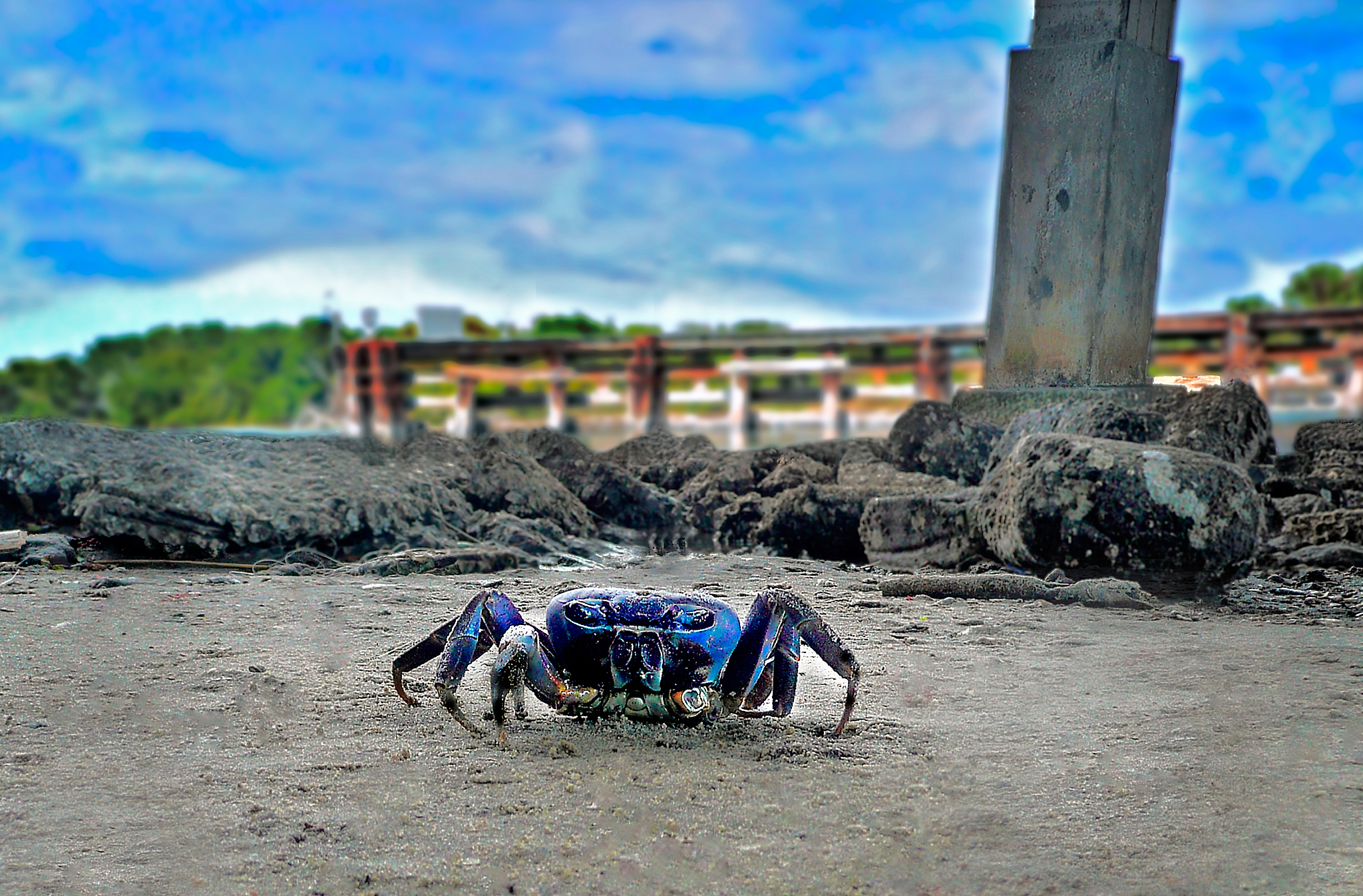 吃帝王蟹，你是在拯救世界？带你揭秘海洋“入侵者”的秘密！