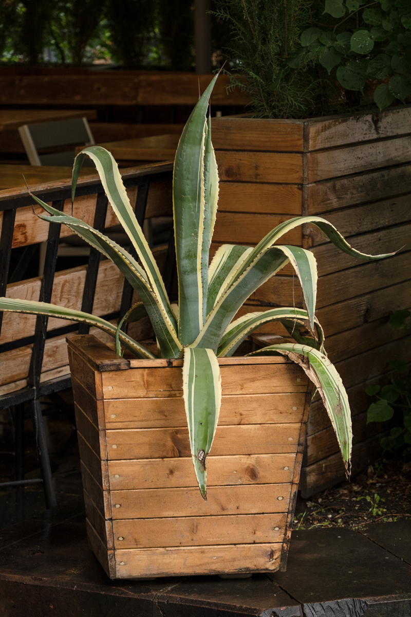 龙舌兰叶子发黄怎么办？快速解决方法！