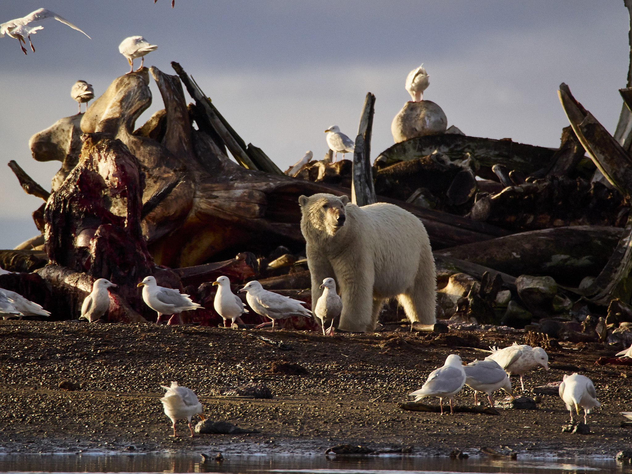 21世纪保护濒危动物的时代背景