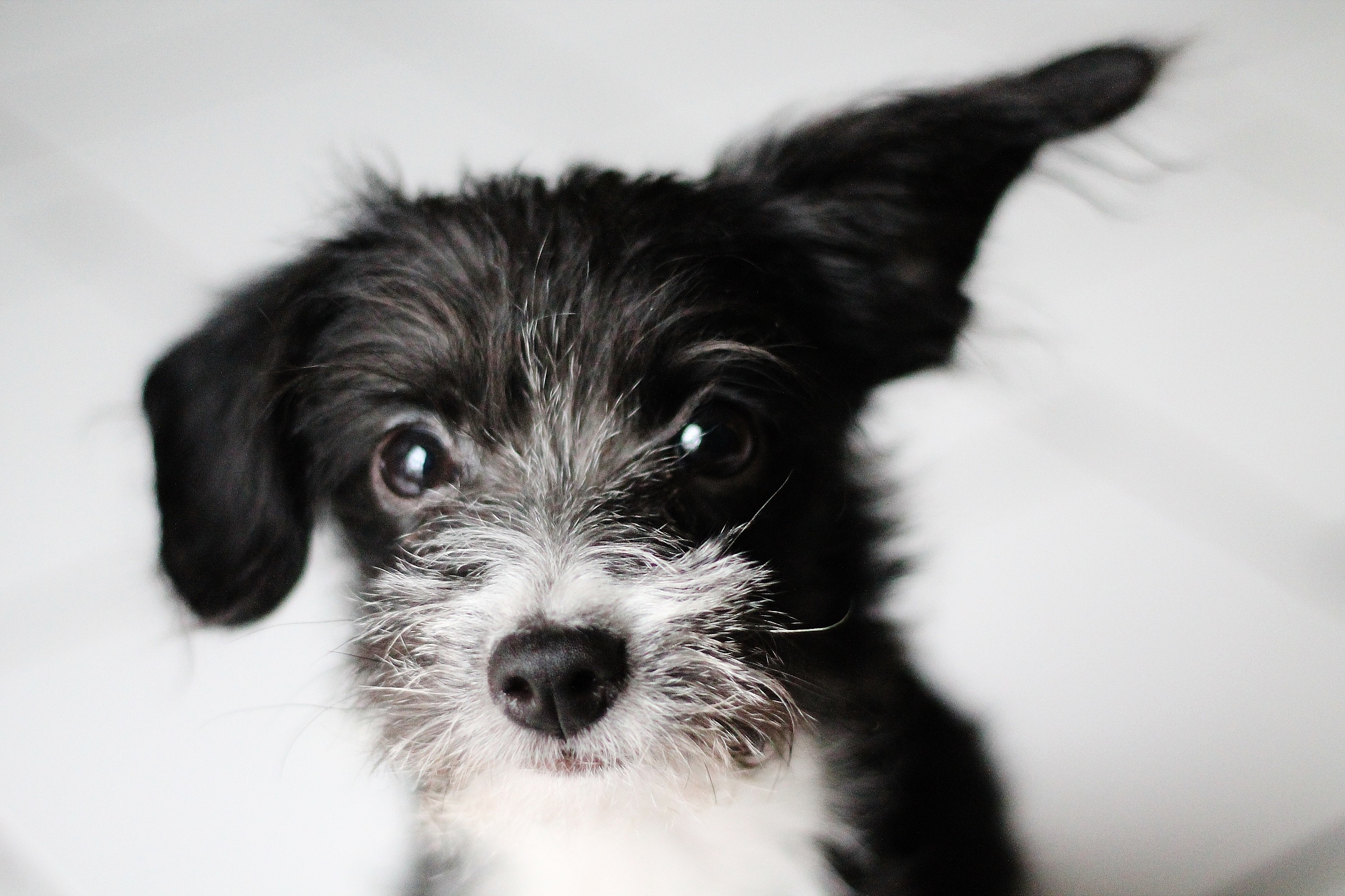 王者孙策猫狗日记的台词有哪些