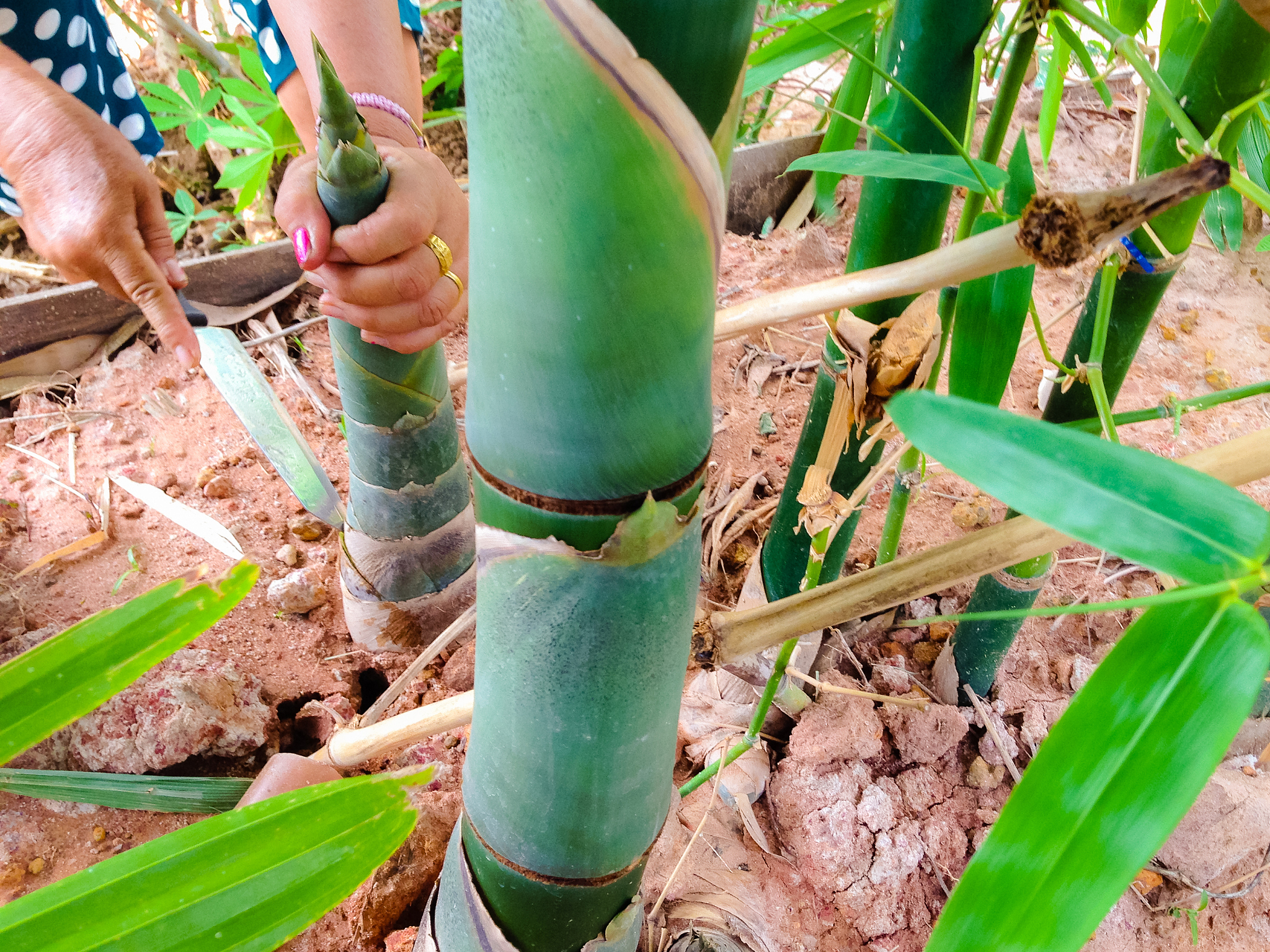 竹子繁殖方法：种子、分根、扦插、离体培养 - 详细操作指南