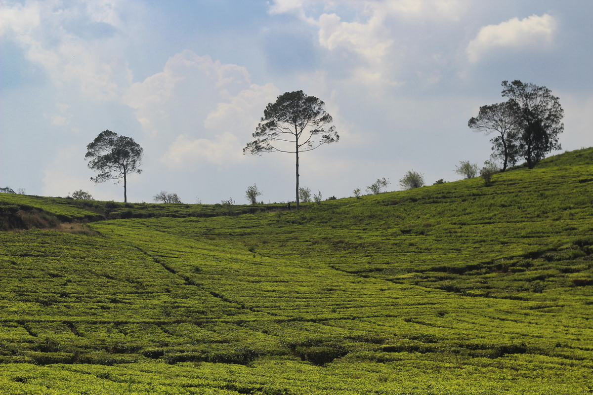 去神农架下谷坪调研野茶有什么价值