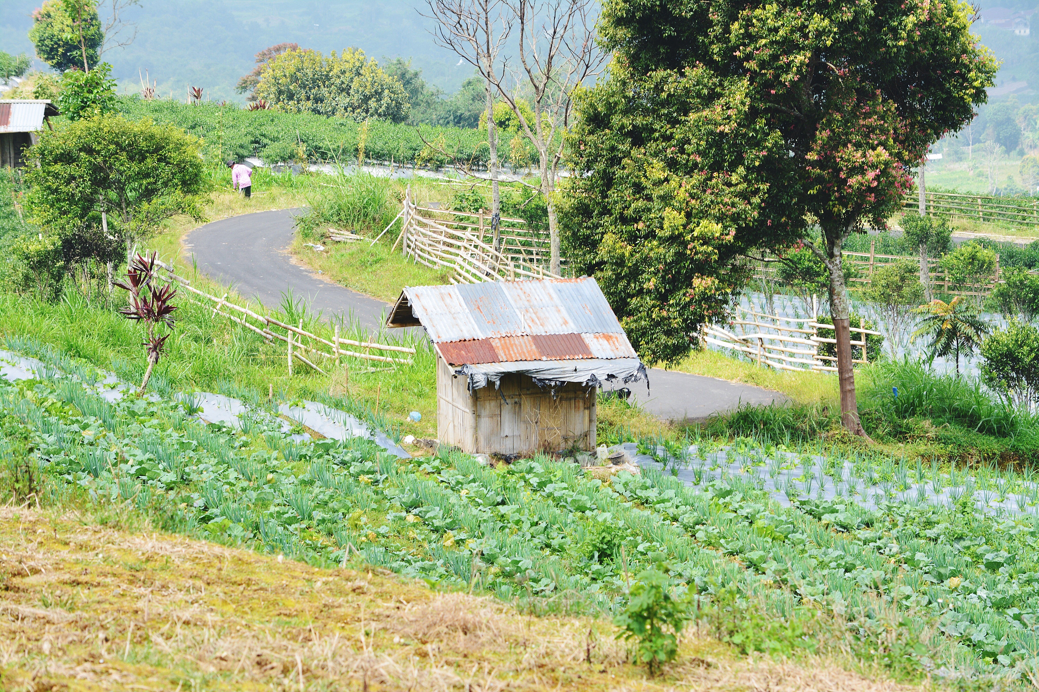 记录农村生活：静谧、平凡、充满希望的田园诗