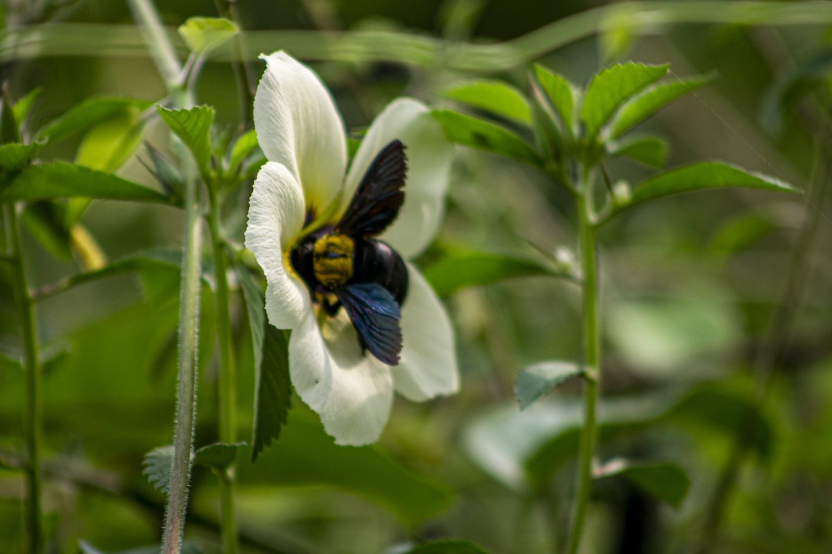桃树不开花结果？了解这些传粉方式！