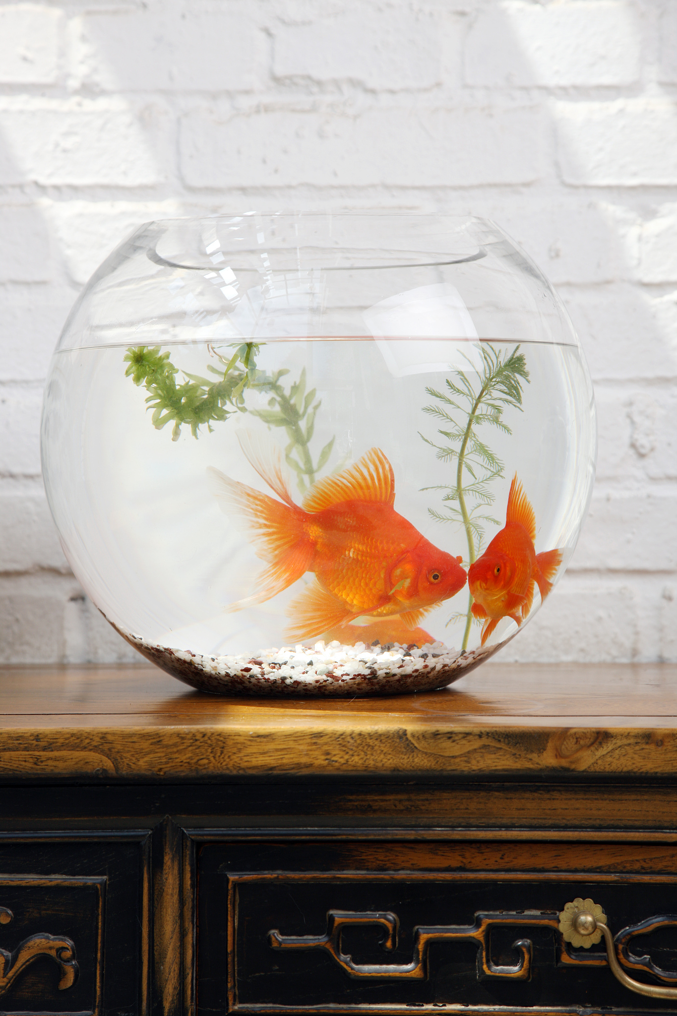 亚克力鱼缸中浑浊的原因