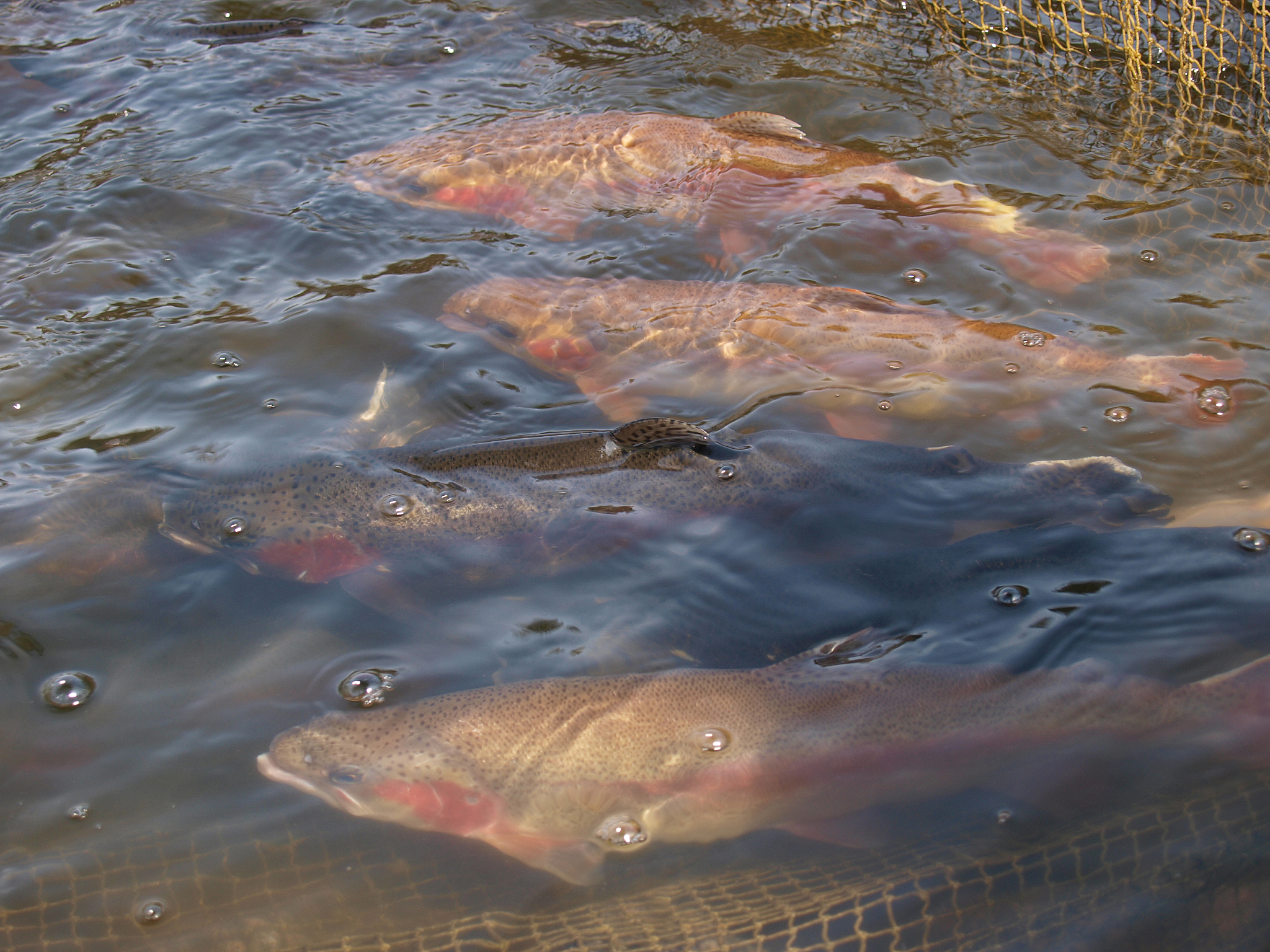 鱼类镉污染：氧化应激与耗氧量变化