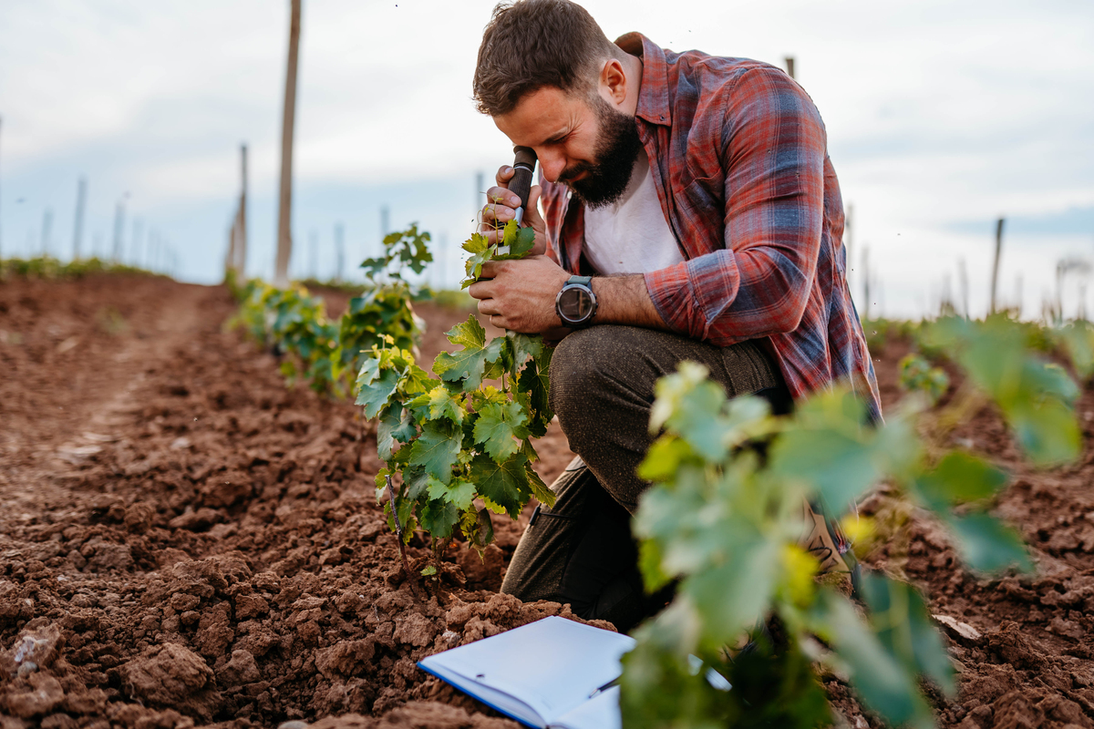 Dense Planting: A Promising Practice for Enhancing Maize Yield