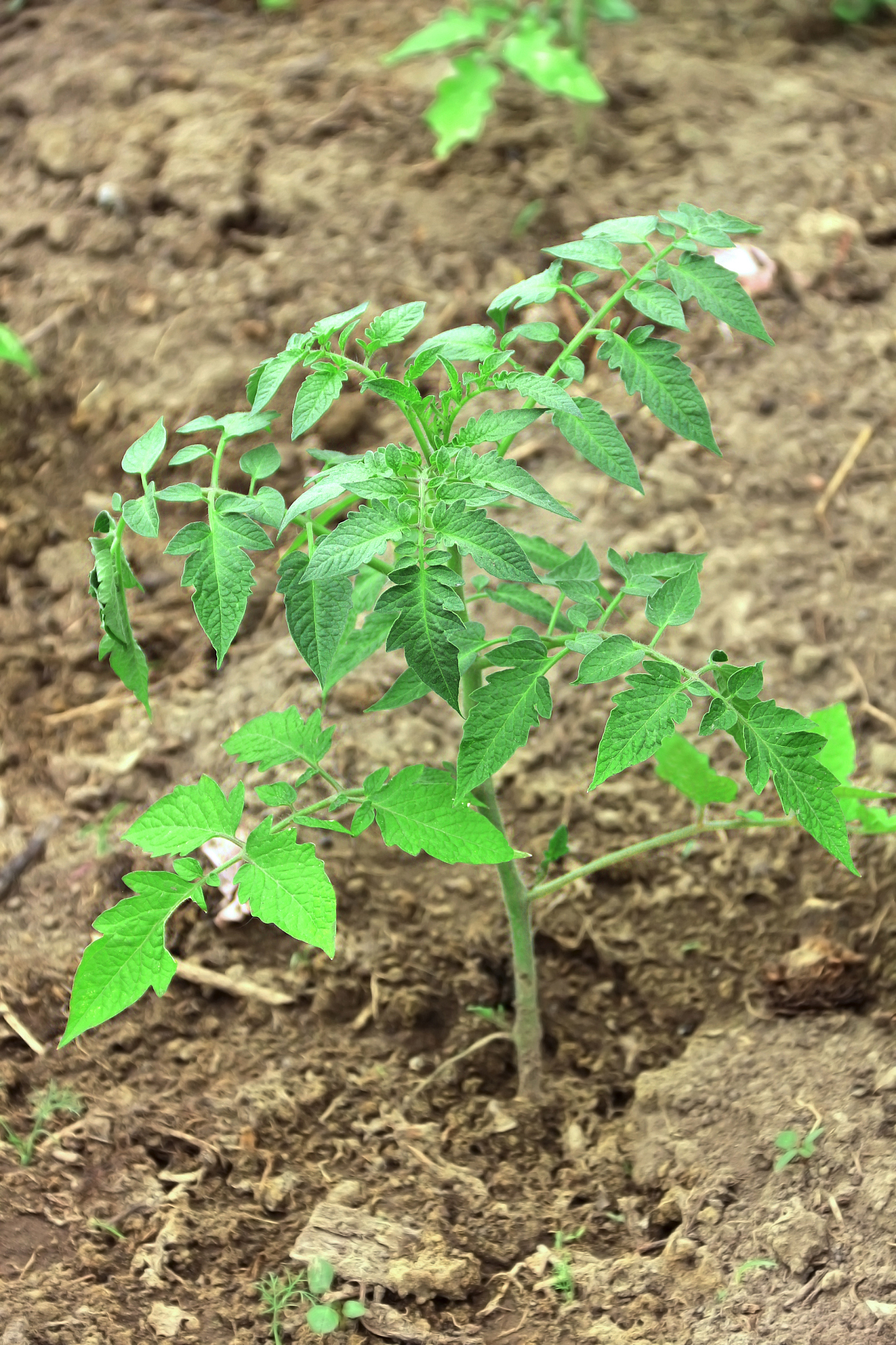 young tomato plant. growing tomato in garden