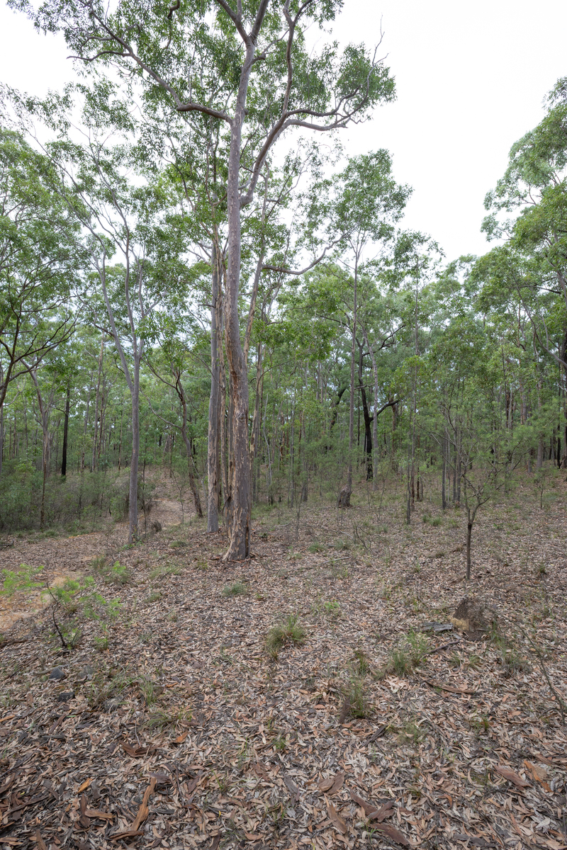 黄柏树套种黄种植树苗间距：5-8米最佳