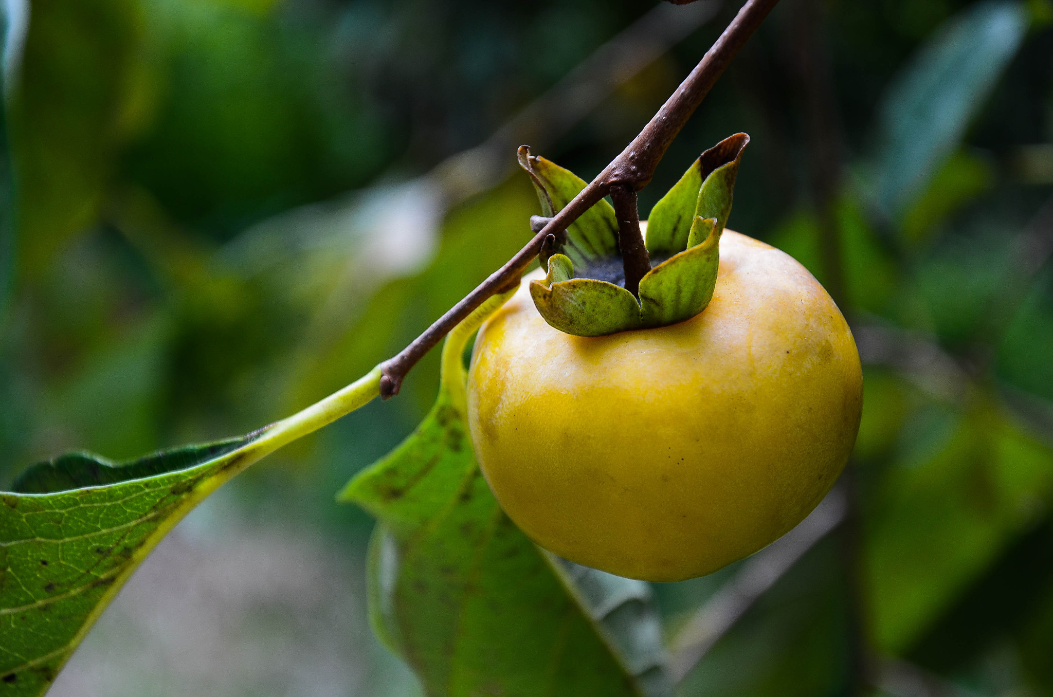 1柿子结果母枝和结果枝的生长特性？