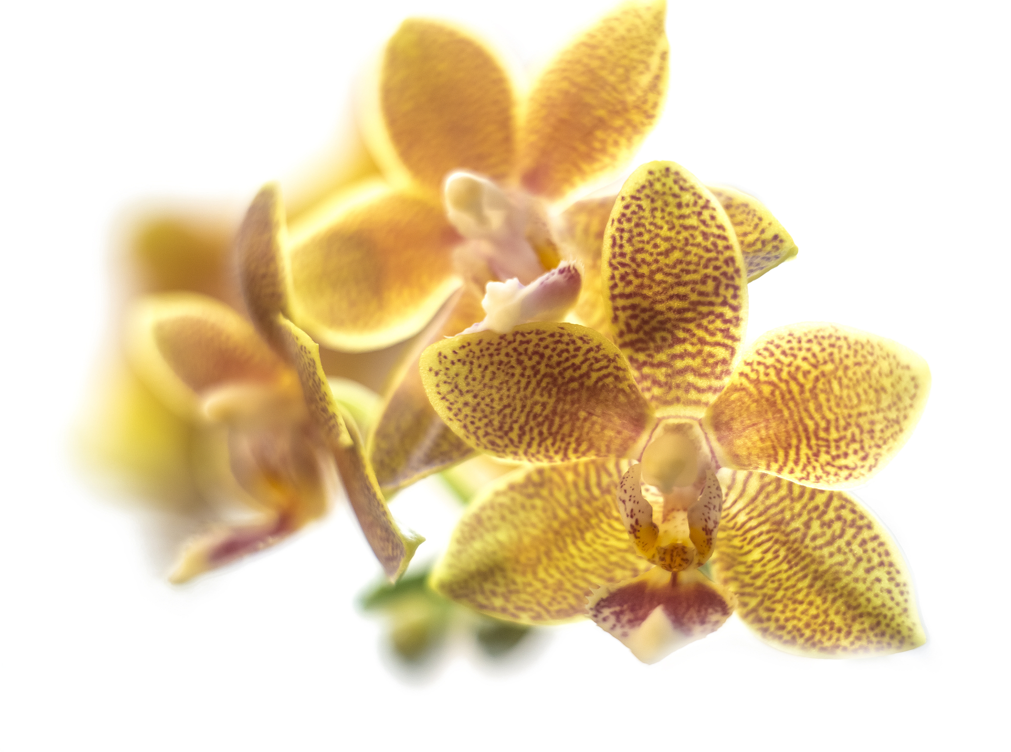 yellow orange phalaenopsis or moth dendrobium orchid flower in w