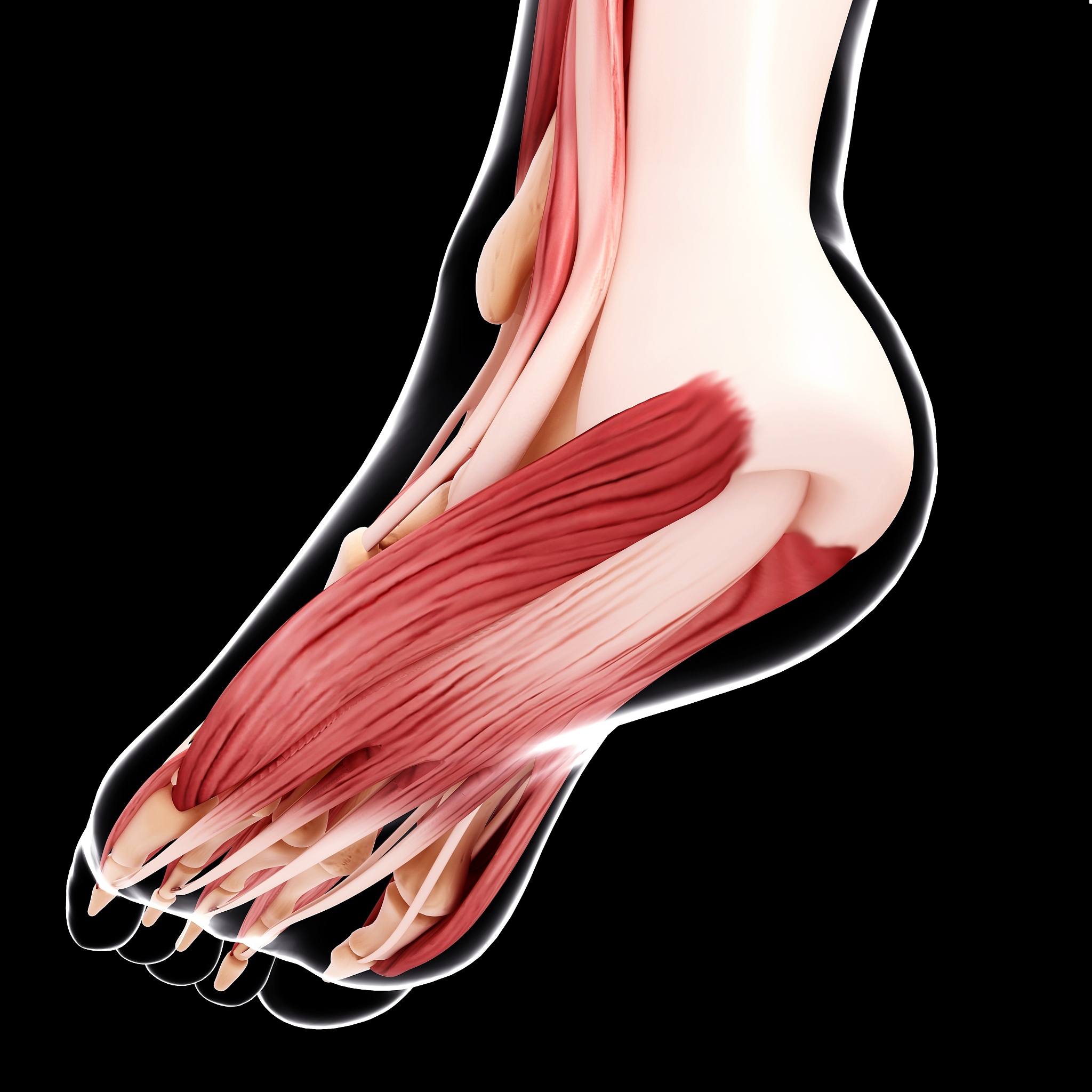 胫后肌腱止点：解剖结构、功能与损伤