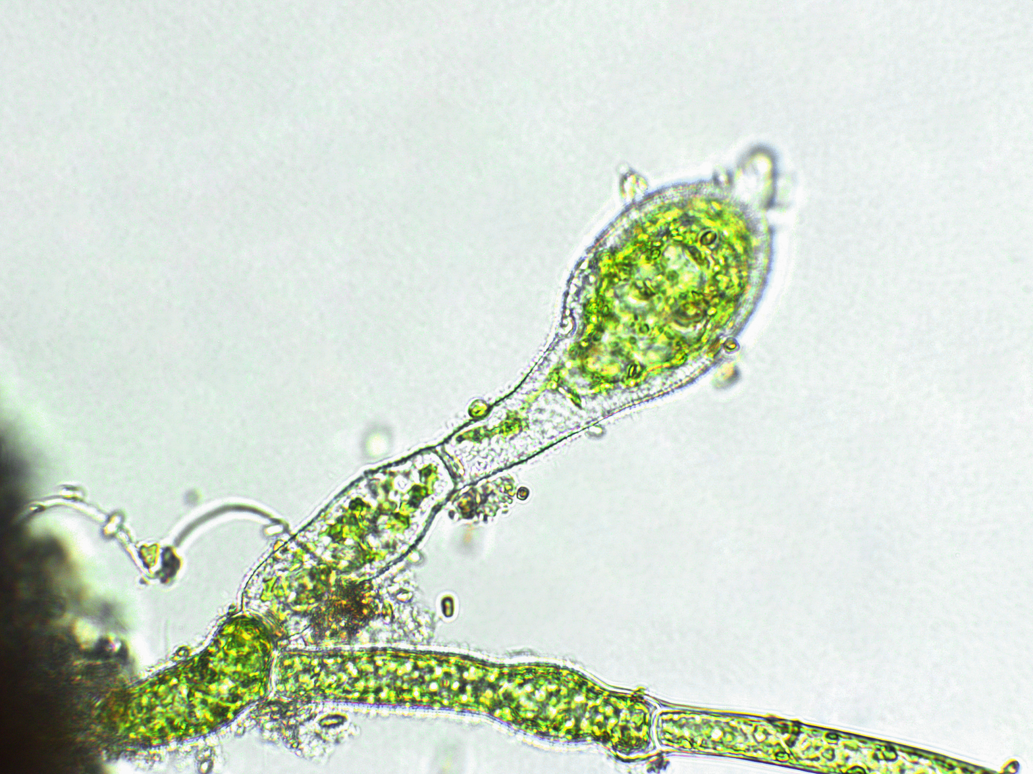 水绵细胞形态：多样性、功能和生态意义