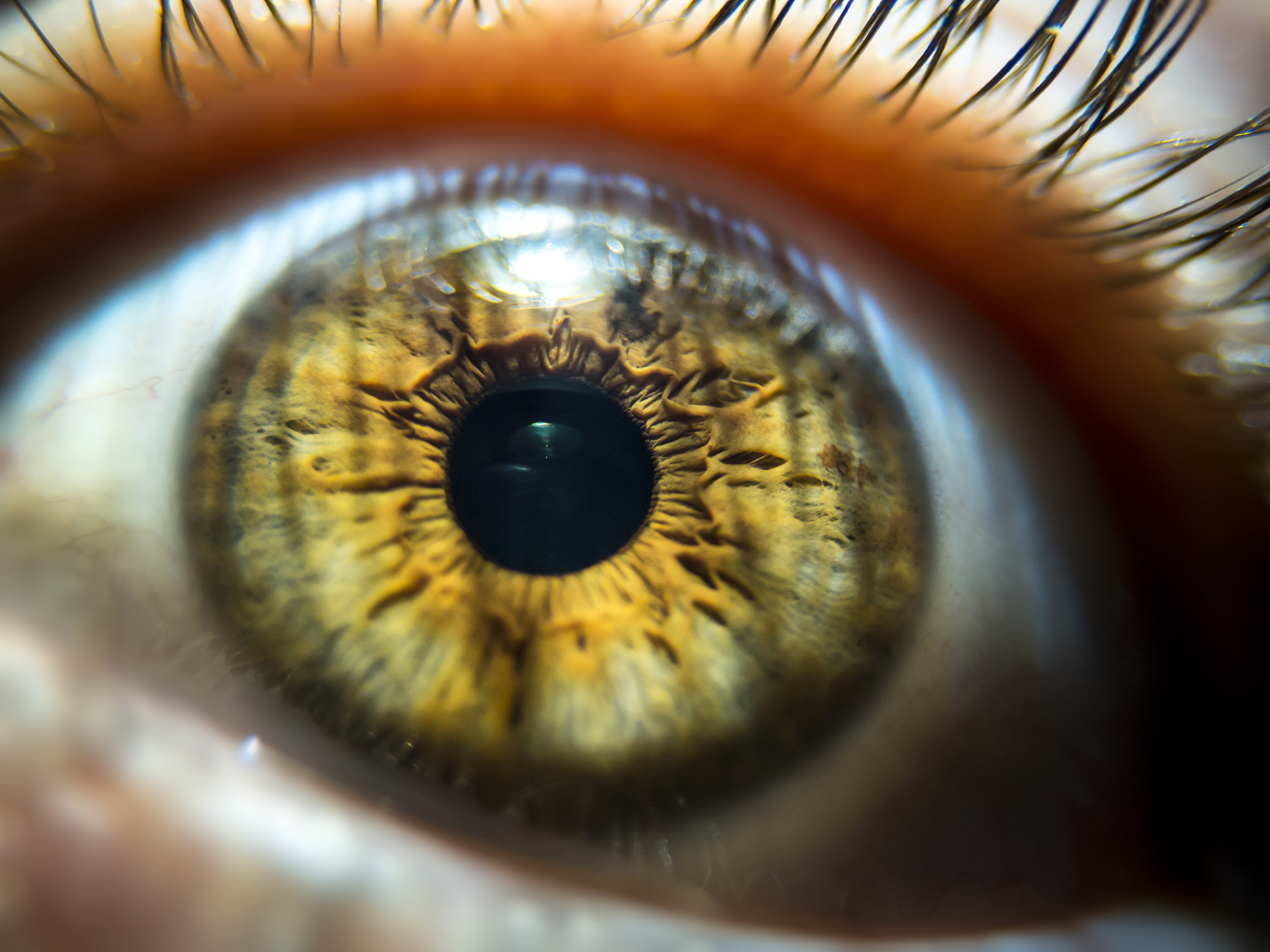 close-up image of hazel colored pupil. macro eye veins and eyela